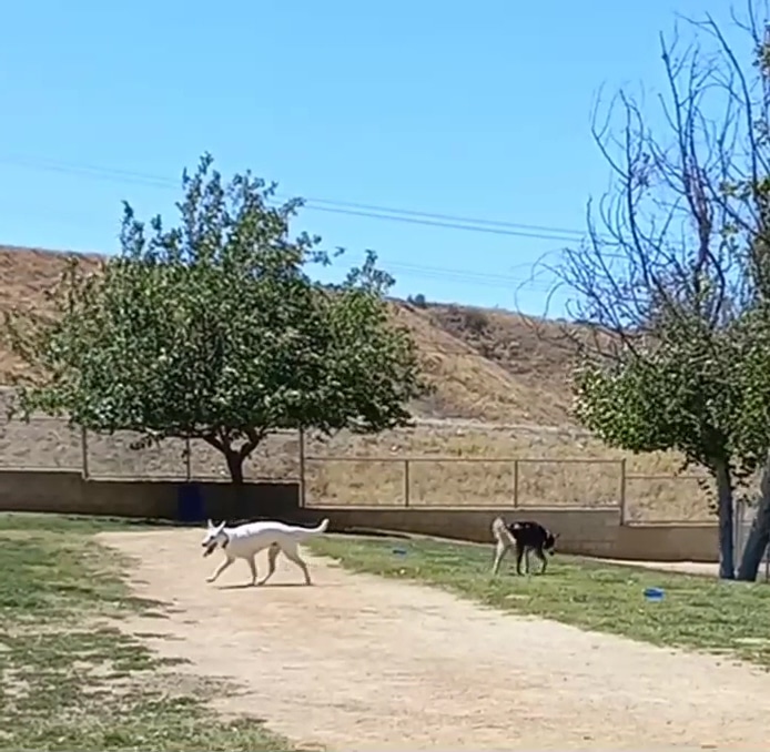 Noble Dog Park - Beaumont, CA