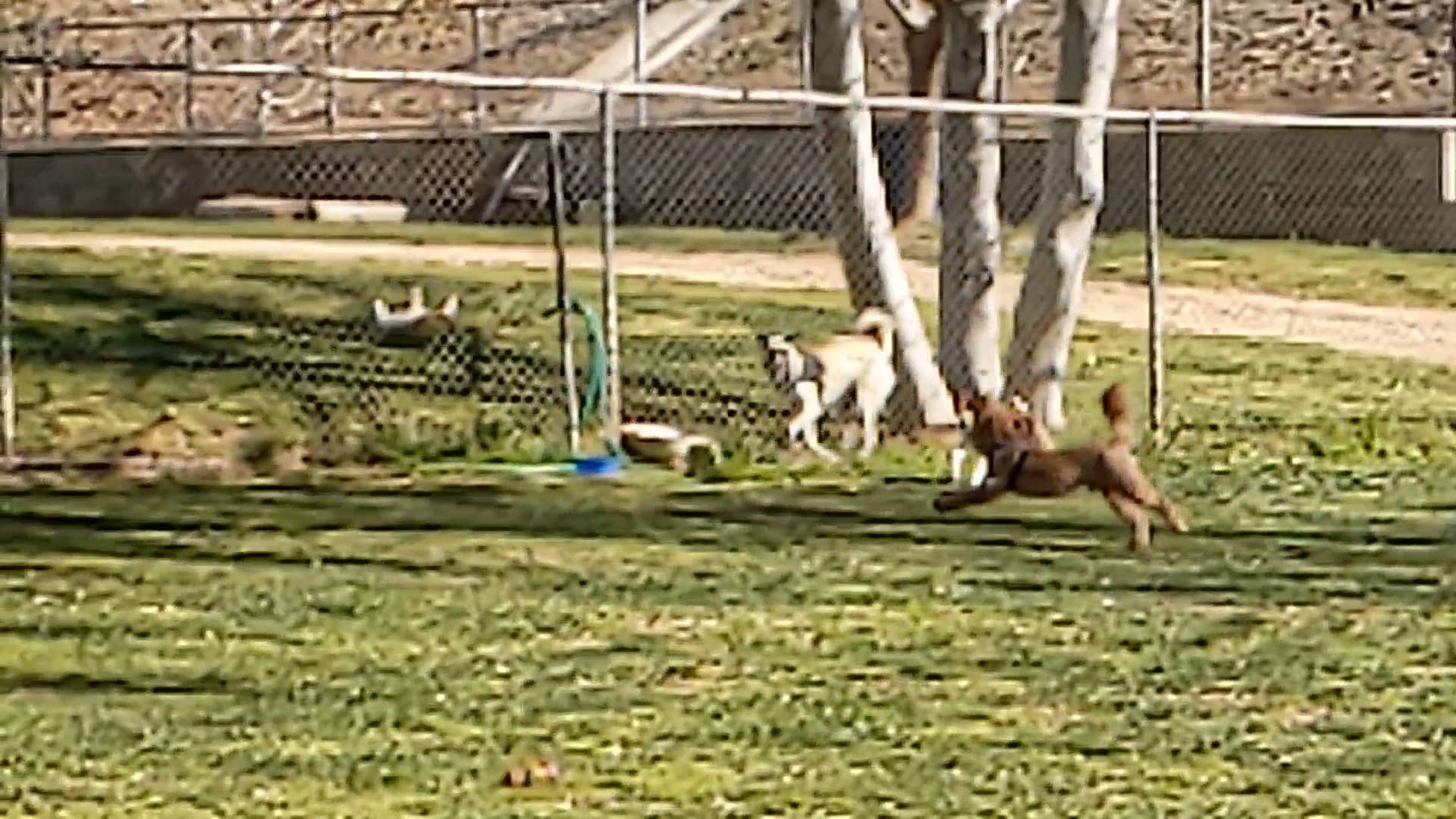 Noble Dog Park - Beaumont, CA