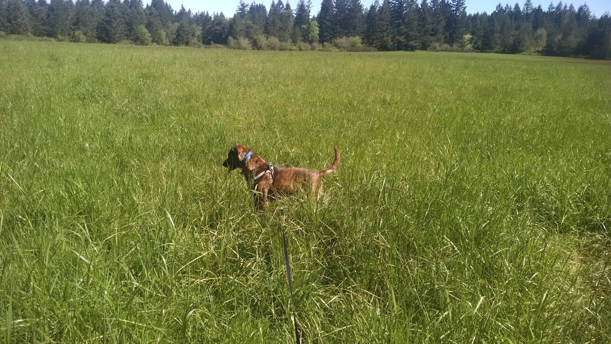 Beavercreek Community Park - Beavercreek, OR