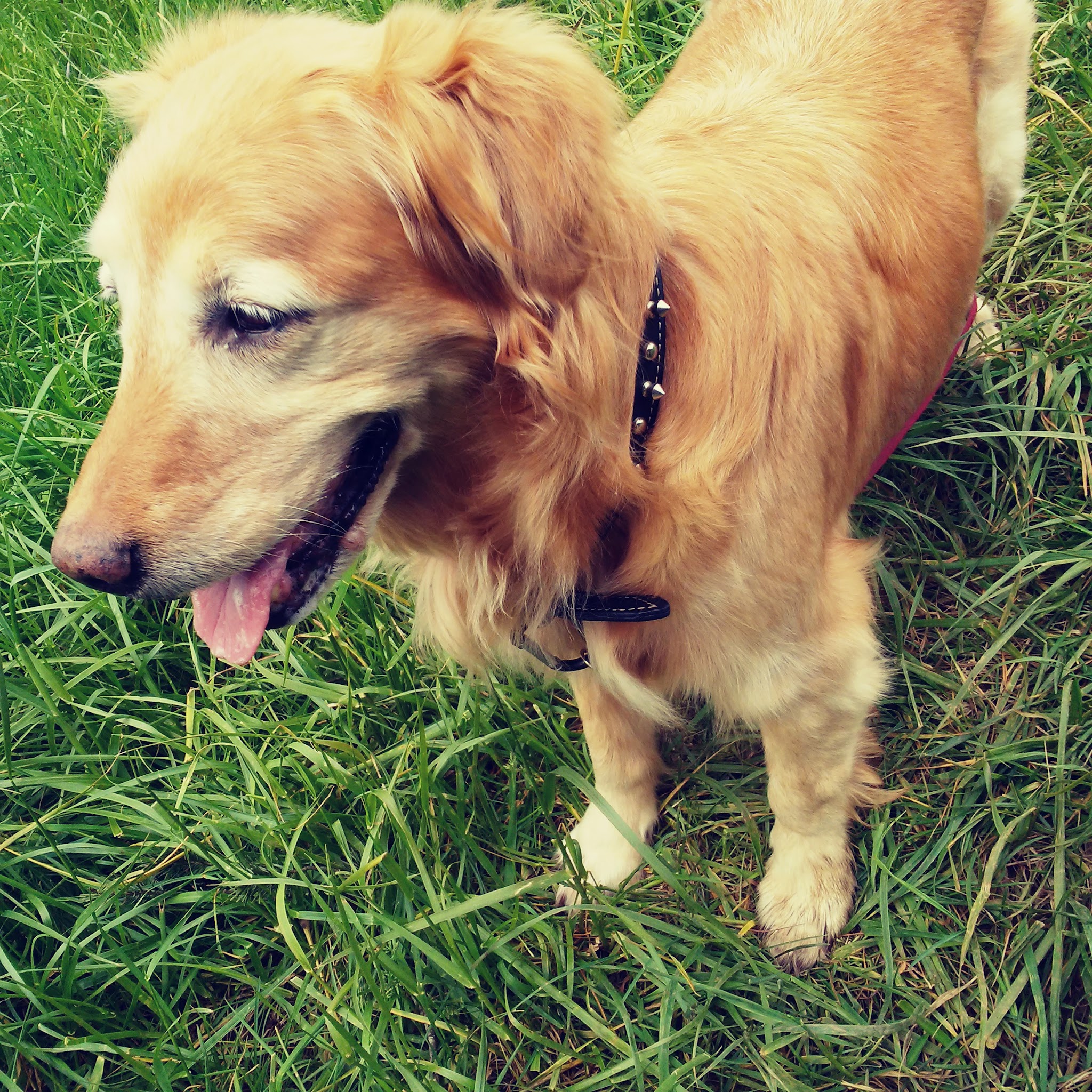 Winkelman Dog Park - Beaverton, OR