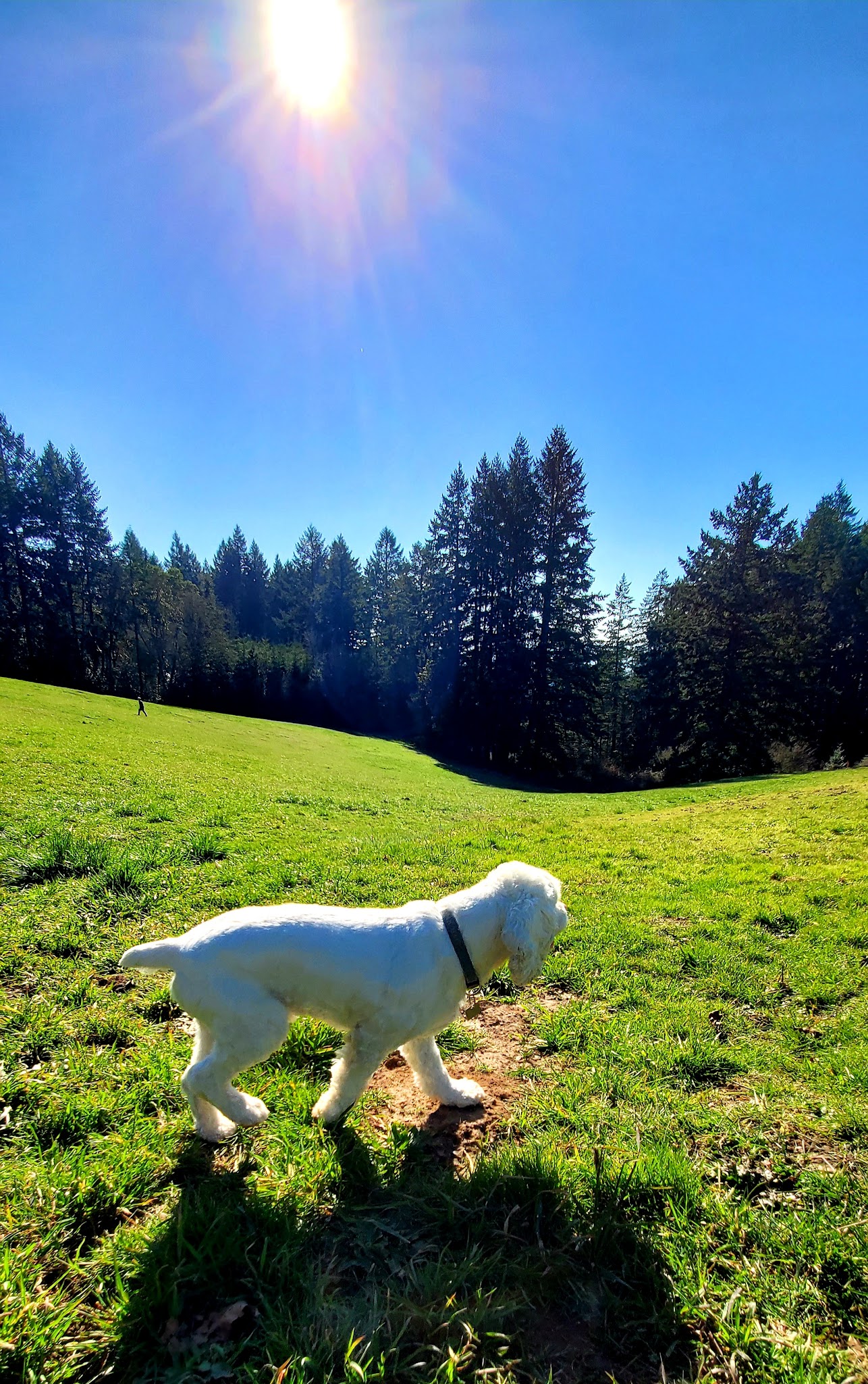 Winkelman Dog Park - Beaverton, OR