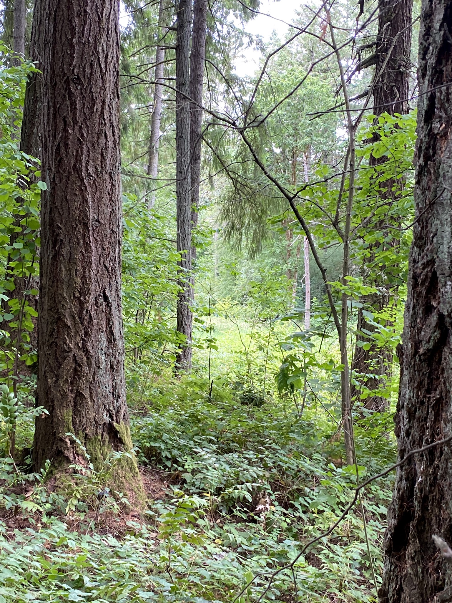 Brookhaven Park - Beaverton, OR