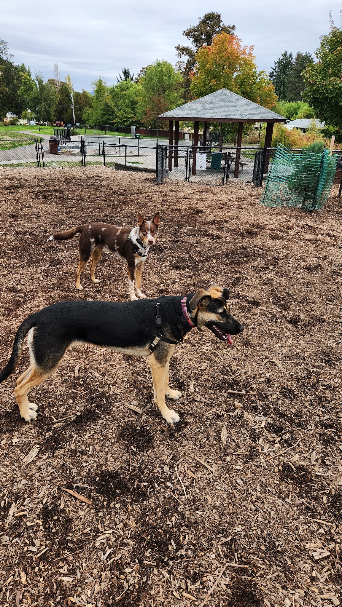 Dog Park - Beaverton, OR