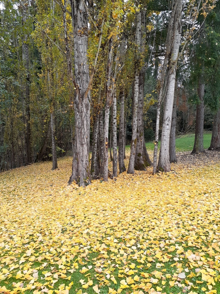 Foege Park - Beaverton, OR