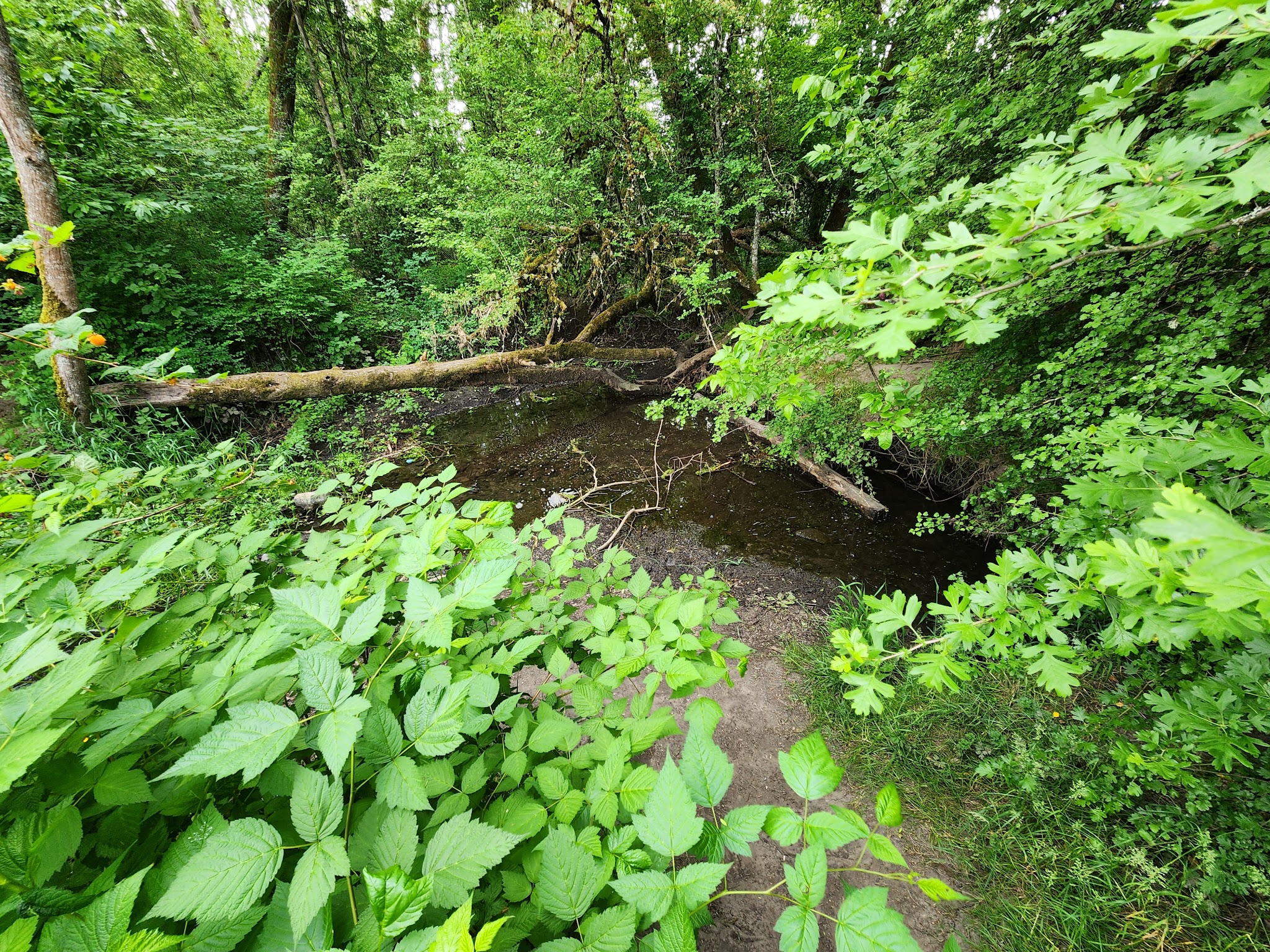 McMillan Park - Beaverton, OR