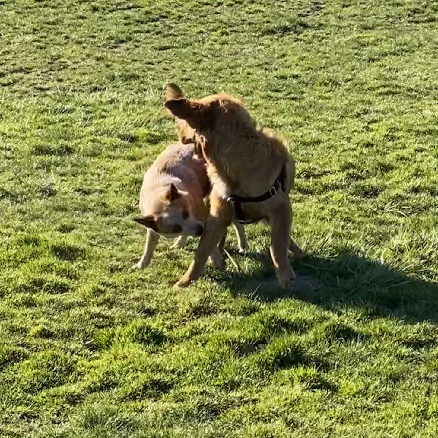 Steeplechase Park - Beaverton, OR