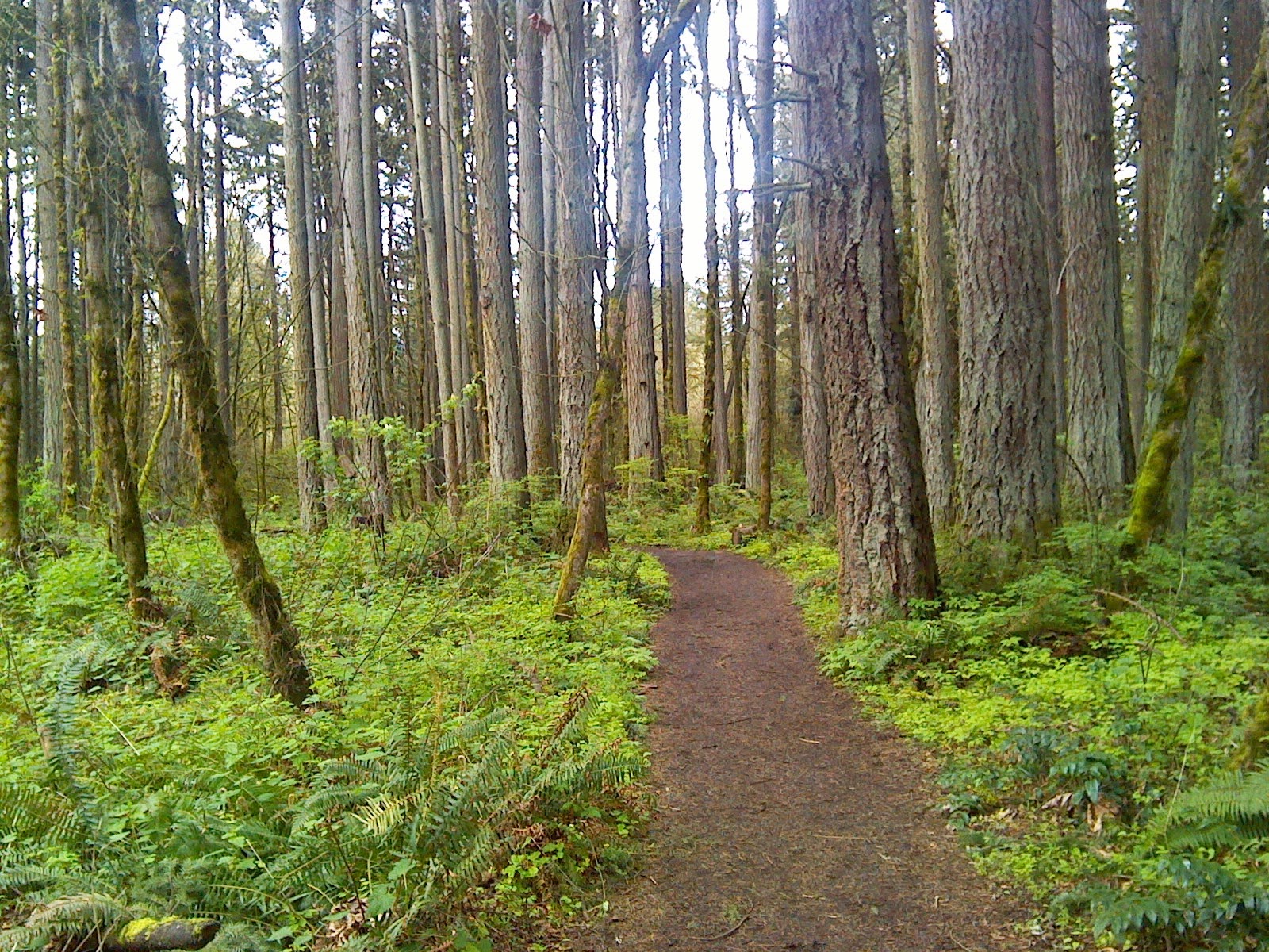 Tualatin Hills Nature Park - Beaverton, OR