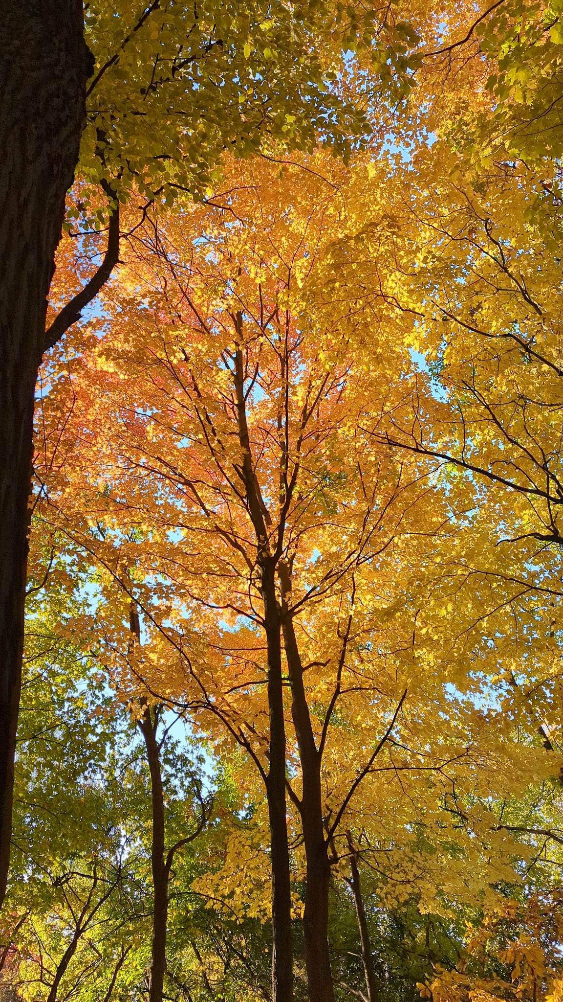 Breiter Palm Park - Bensenville, IL