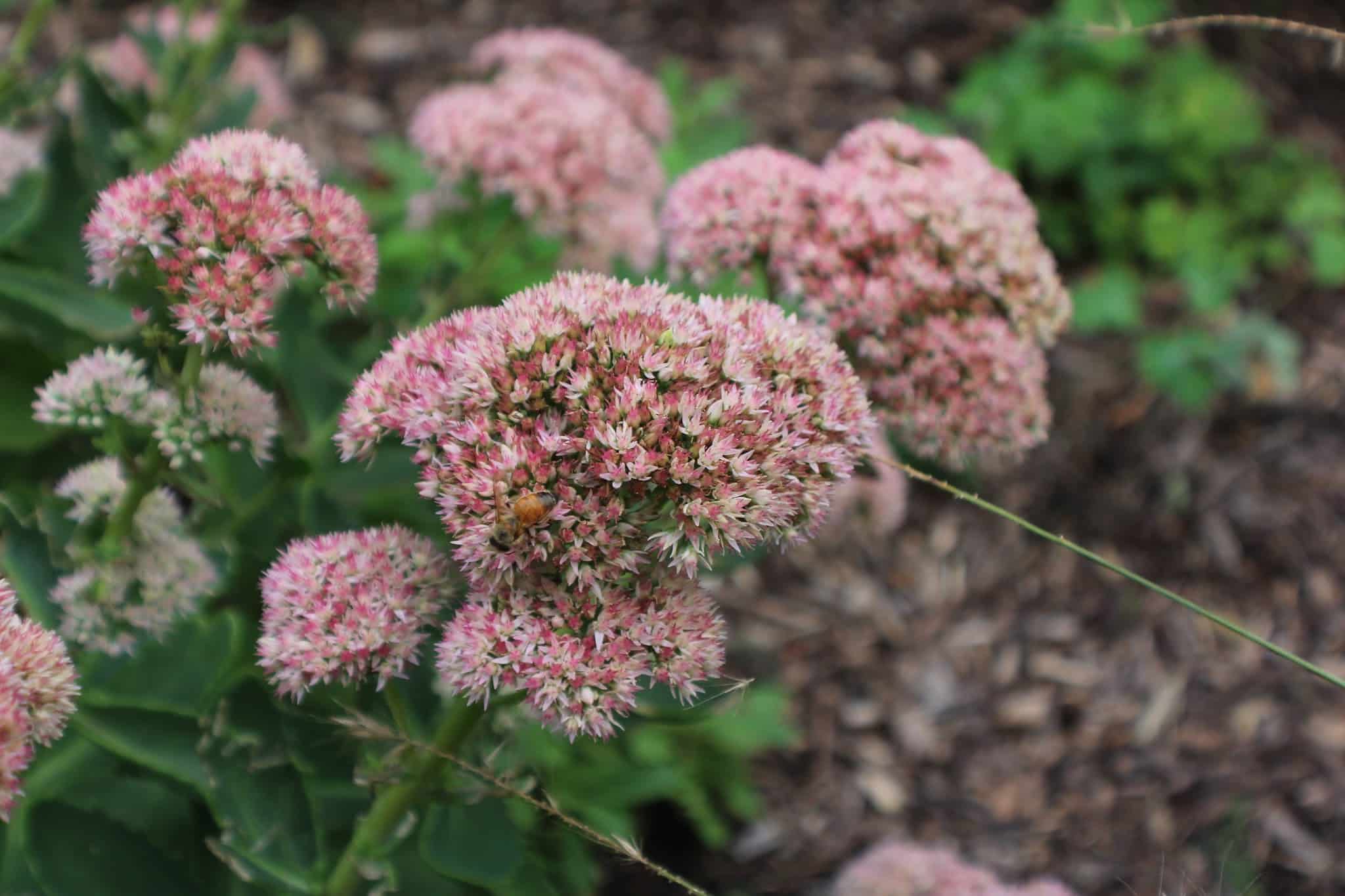 Di Orio Park - Bensenville, IL