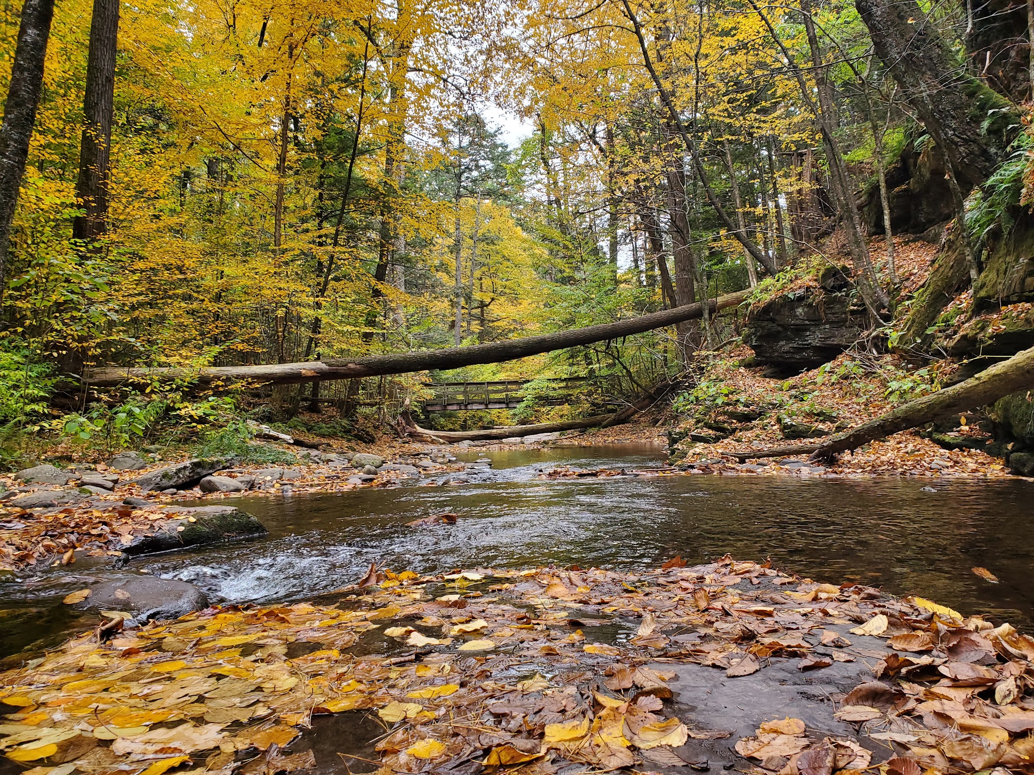 Evergreen Trail at Ricketts Glen - Benton, PA