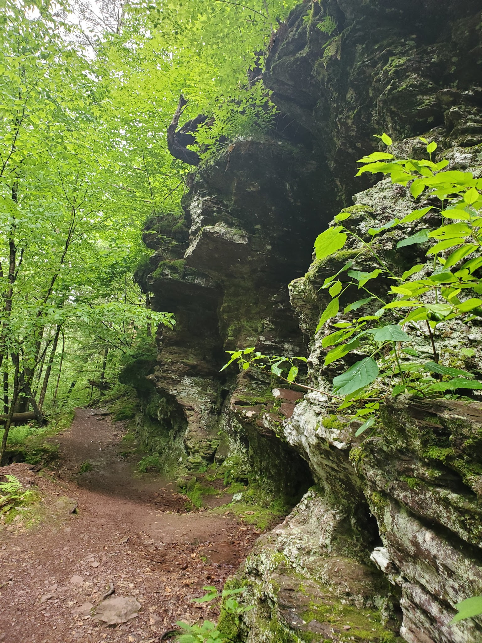 Evergreen Trail at Ricketts Glen - Benton, PA