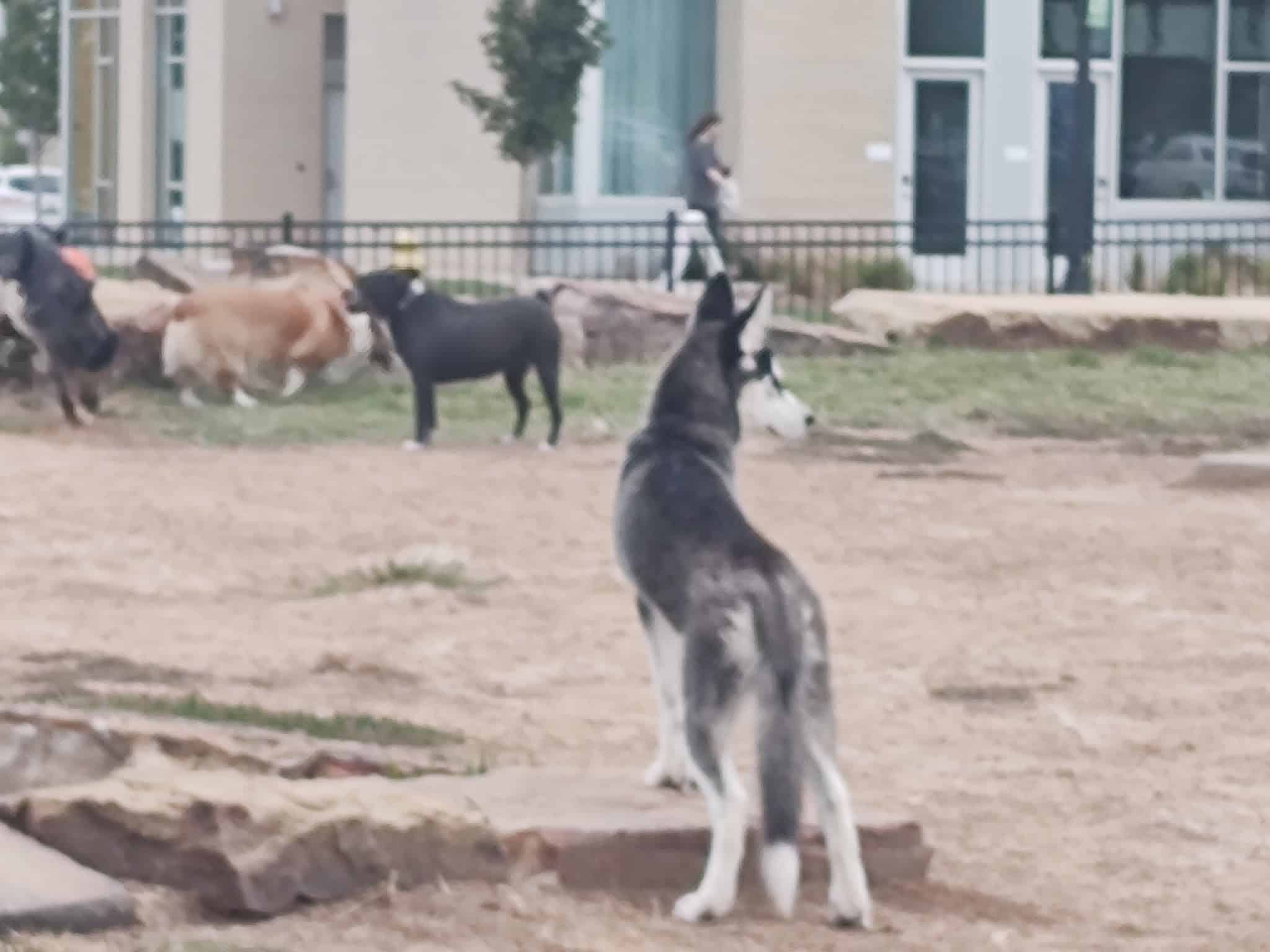 Orchards Dog Park - Bentonville, AR