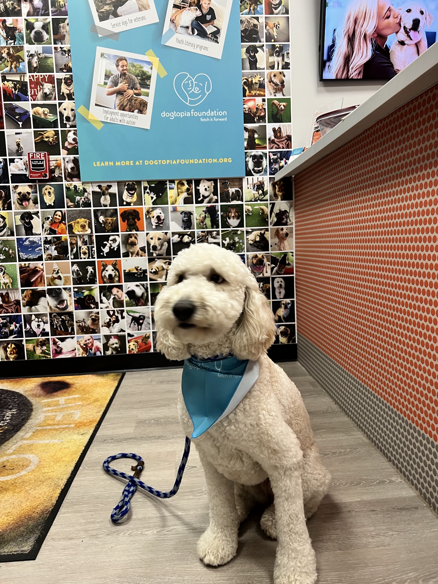 Dogtopia of Berkeley Heights - Berkeley Heights, NJ