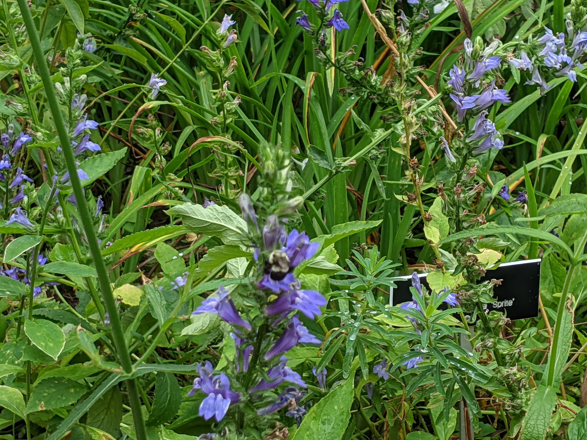 New Jersey Brigade Area - Bernardsville, NJ