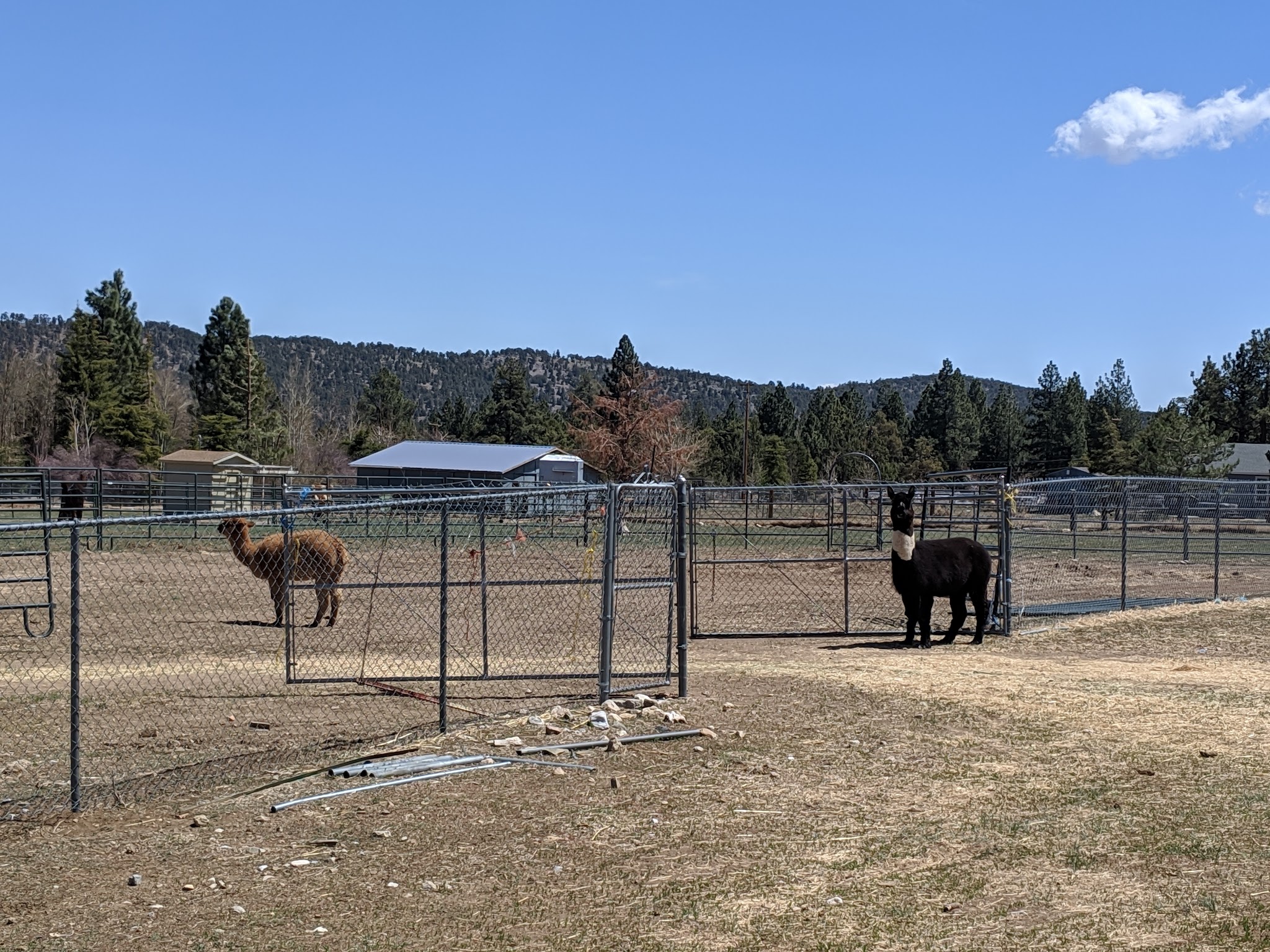 Erwin Lake Park - Big Bear, CA