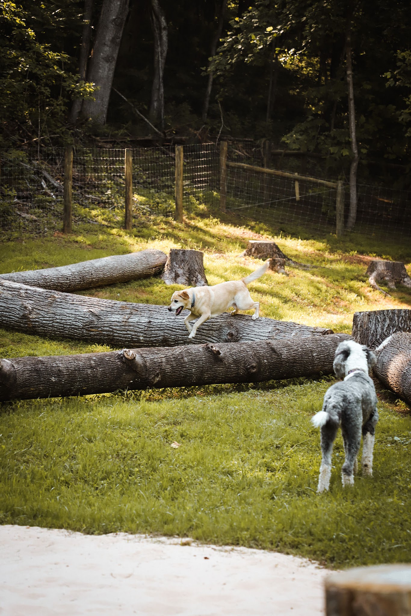 Happy Hound K9 Social Club - Big Island, VA