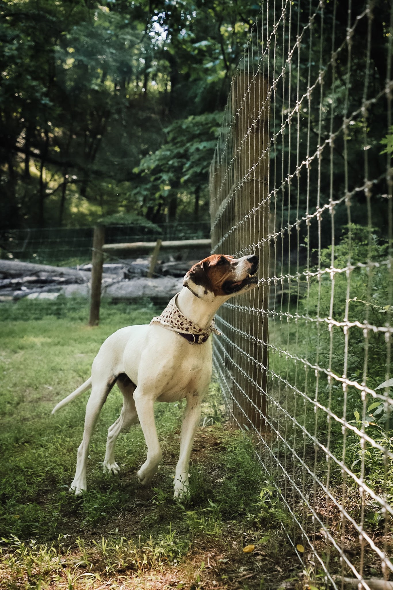 Happy Hound K9 Social Club - Big Island, VA