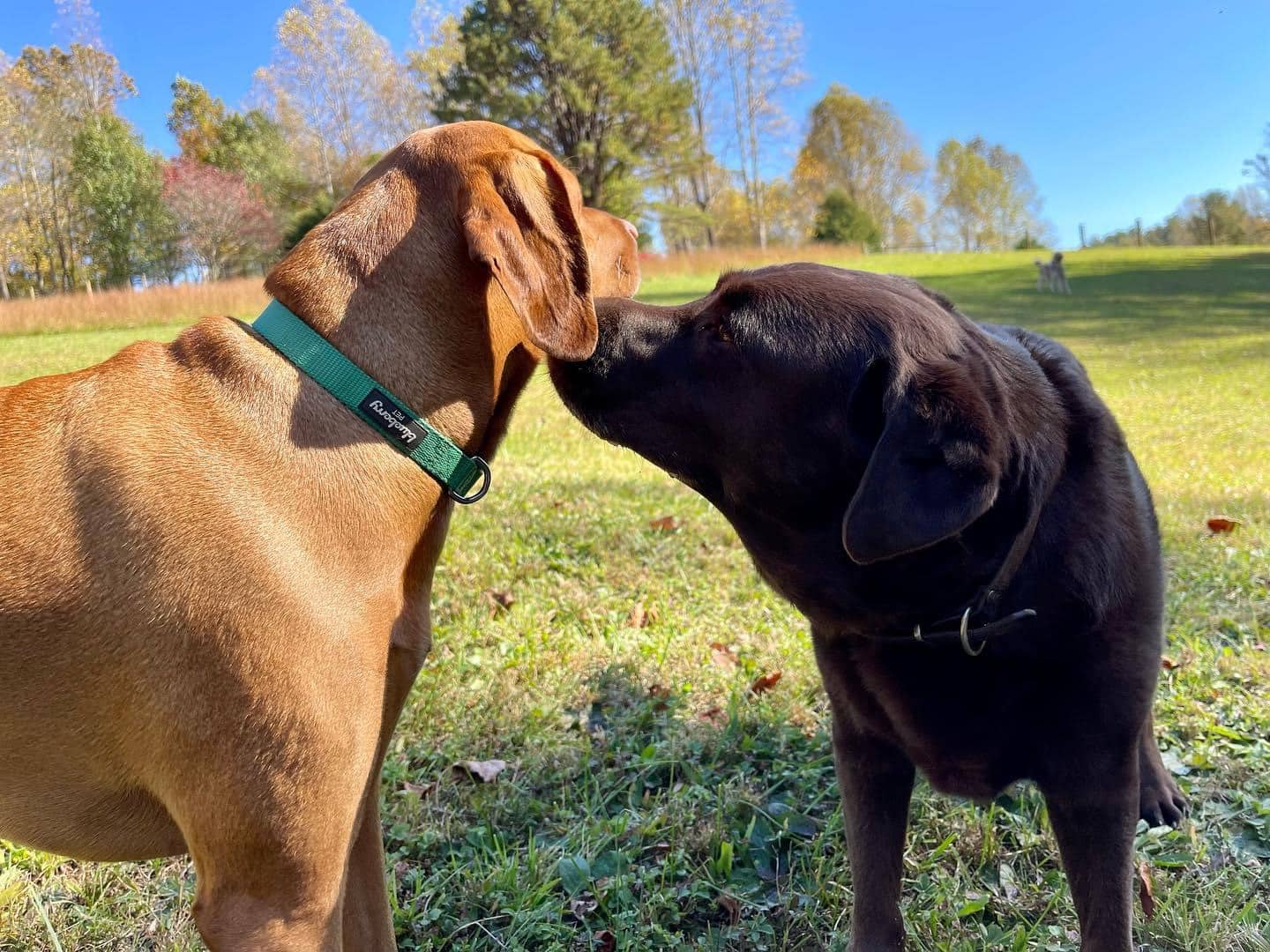 Happy Hound K9 Social Club - Big Island, VA