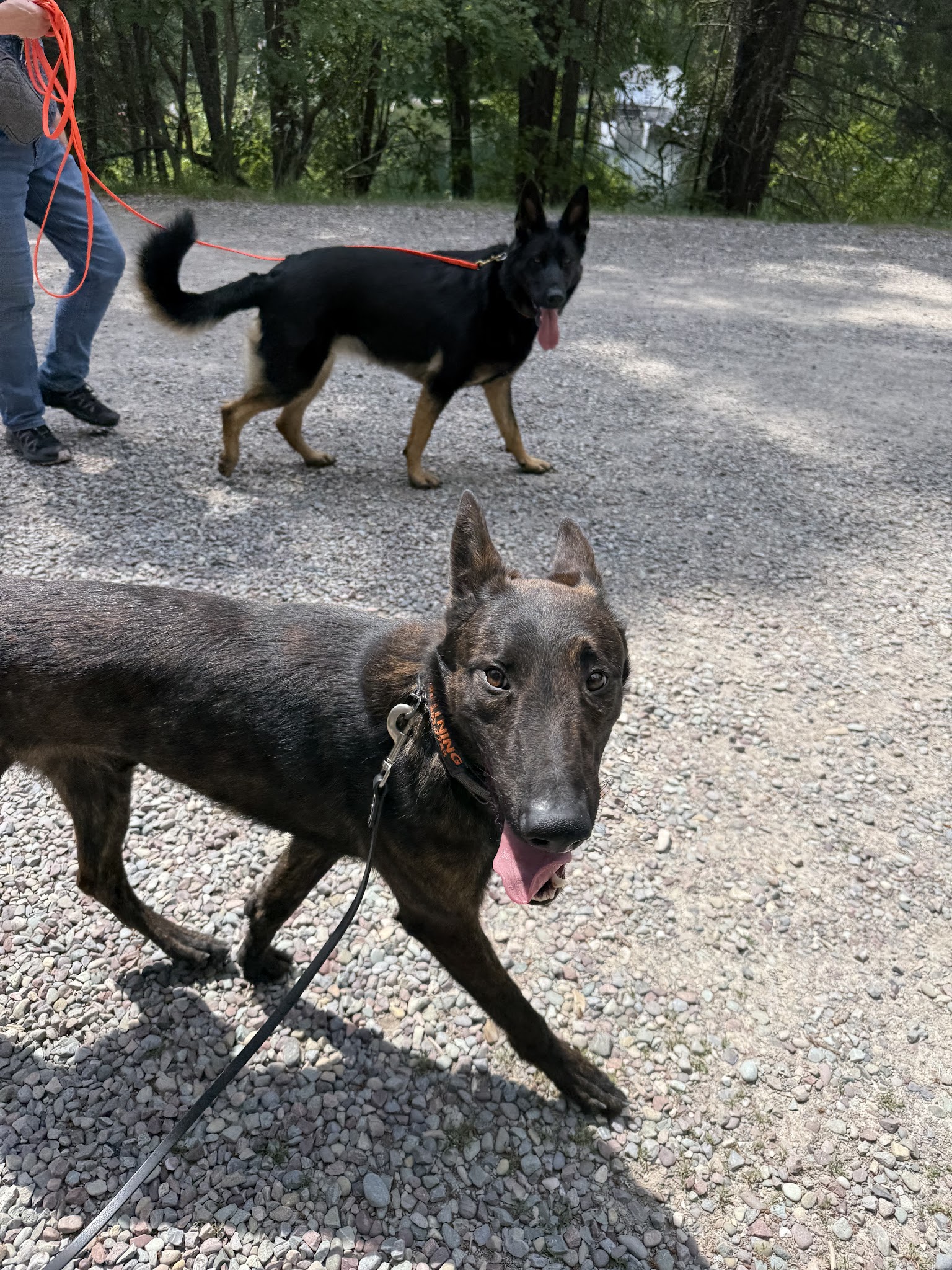 Bigfork Dog Training - Bigfork, MT