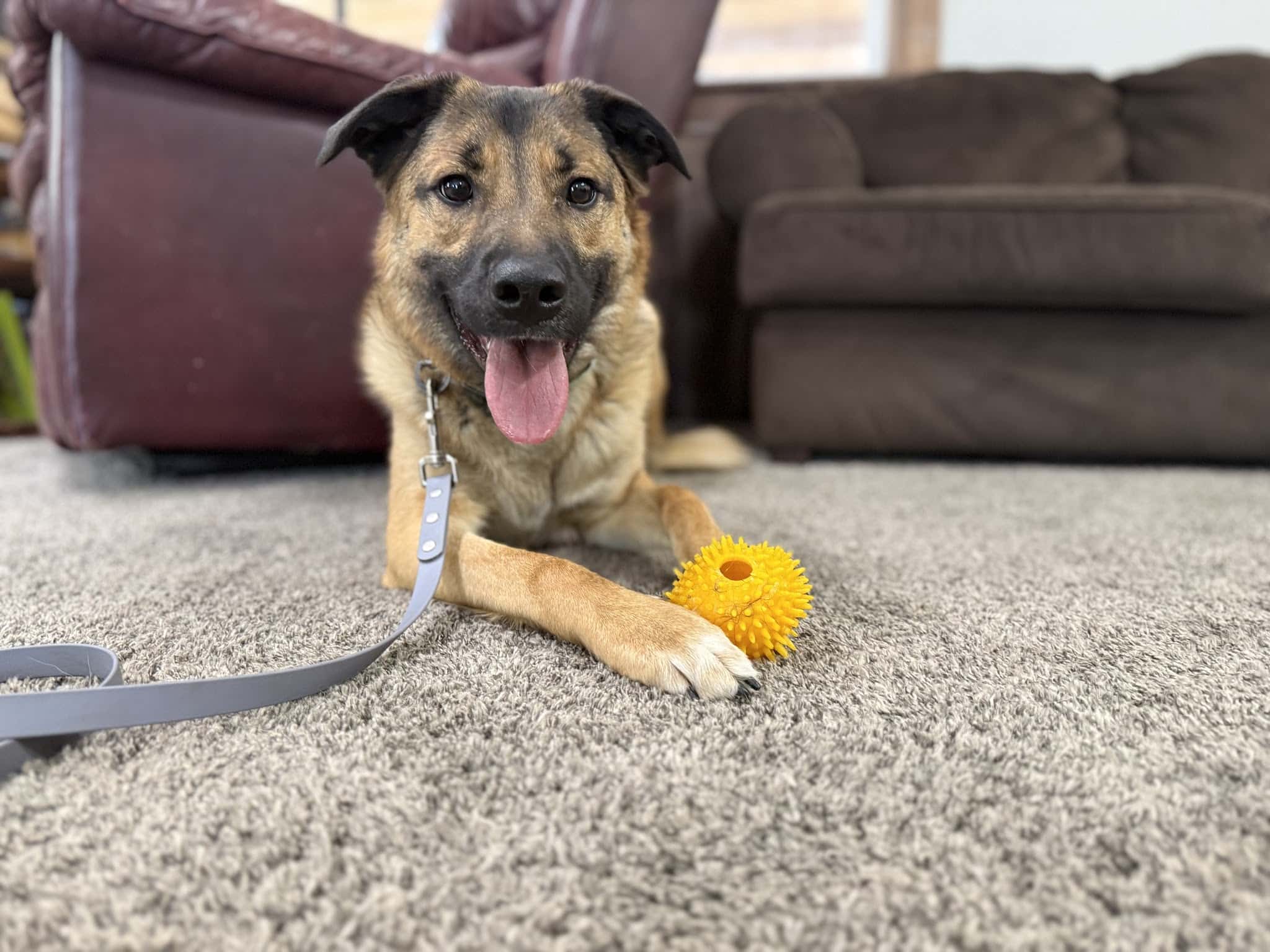 Bigfork Dog Training - Bigfork, MT