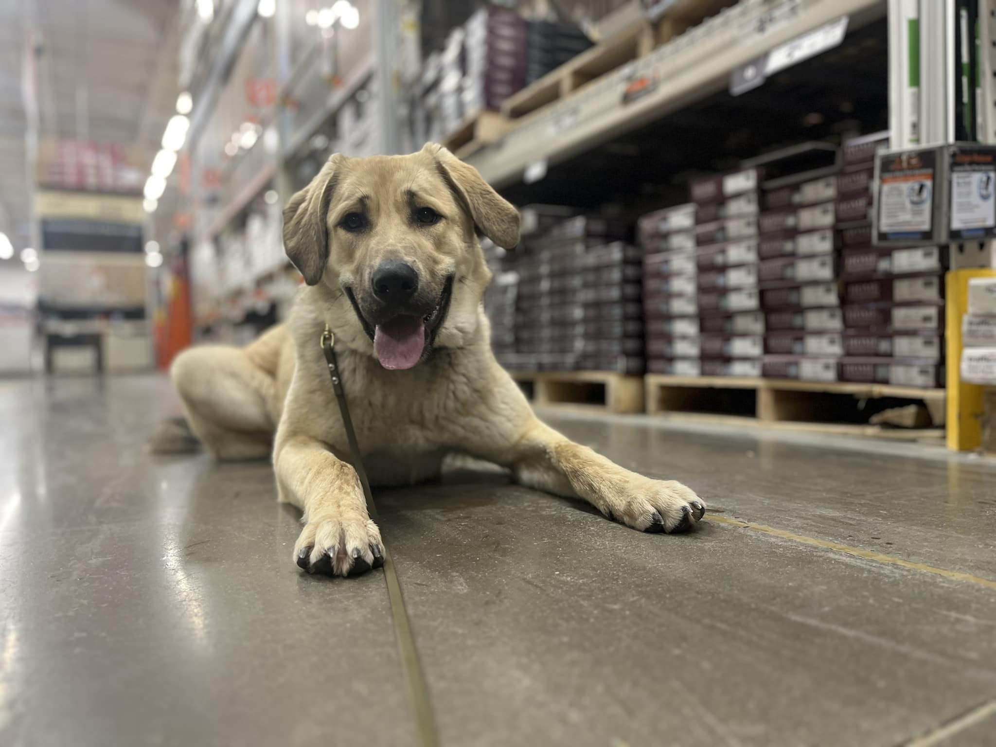 Bigfork Dog Training - Bigfork, MT