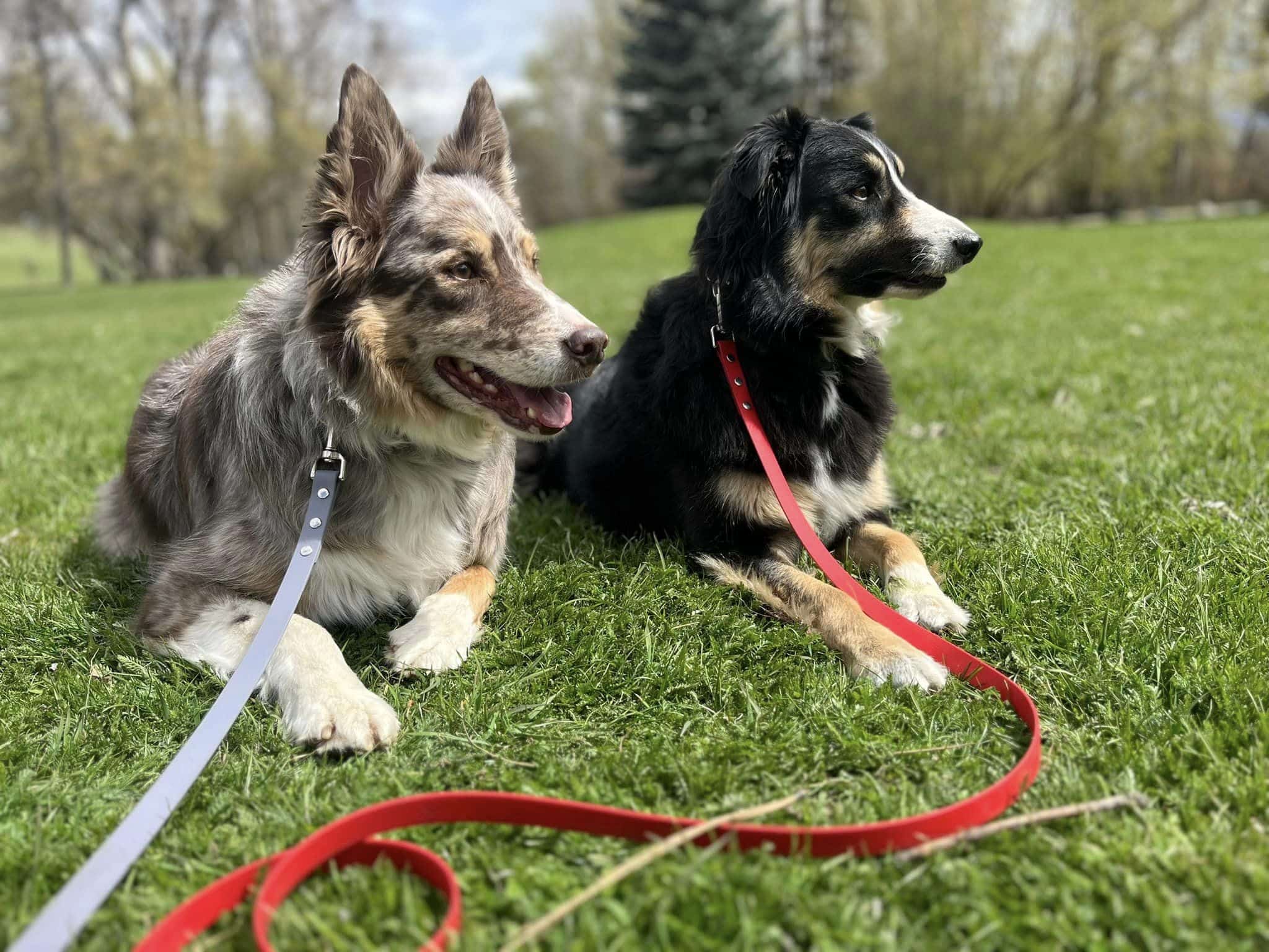 Bigfork Dog Training - Bigfork, MT