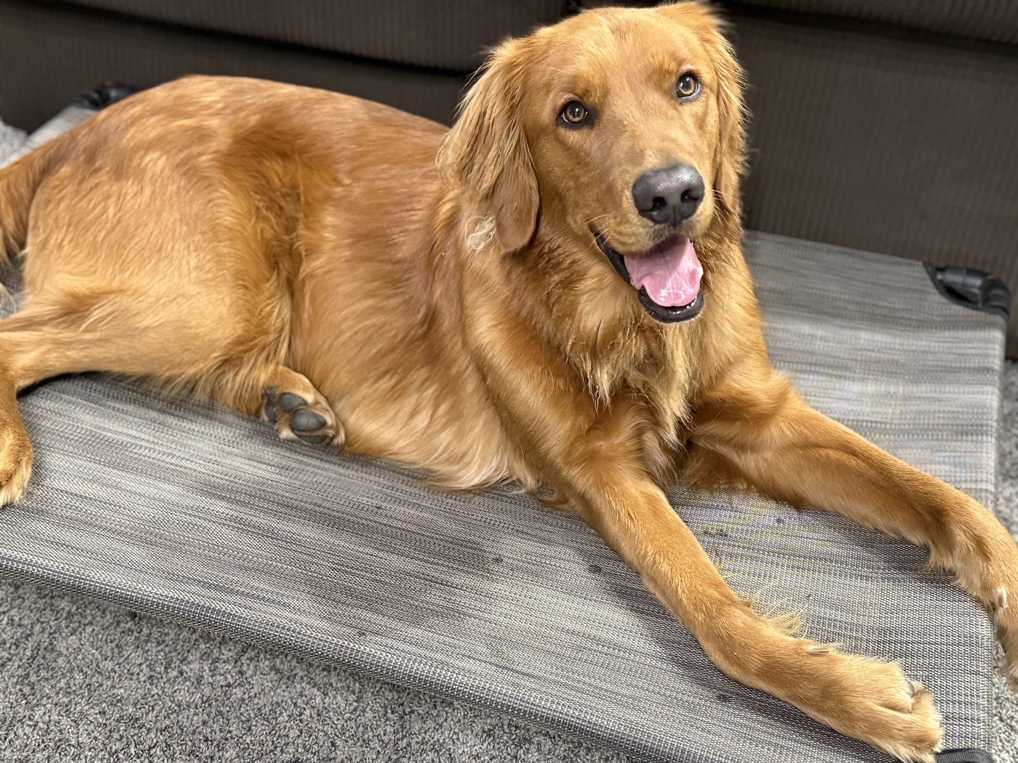 Bigfork Dog Training - Bigfork, MT