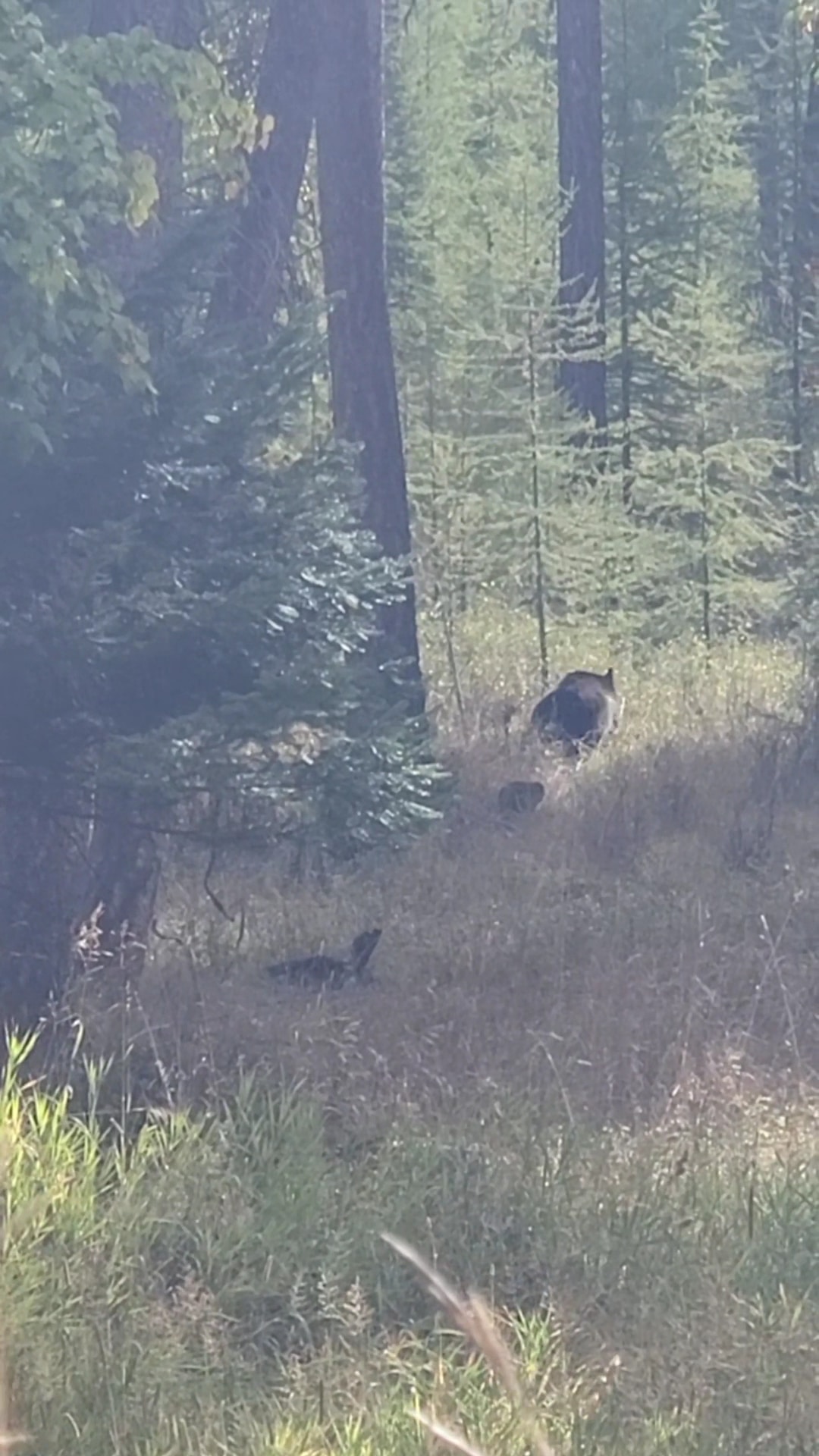 Harrell Forest Community Trails - Bigfork, MT