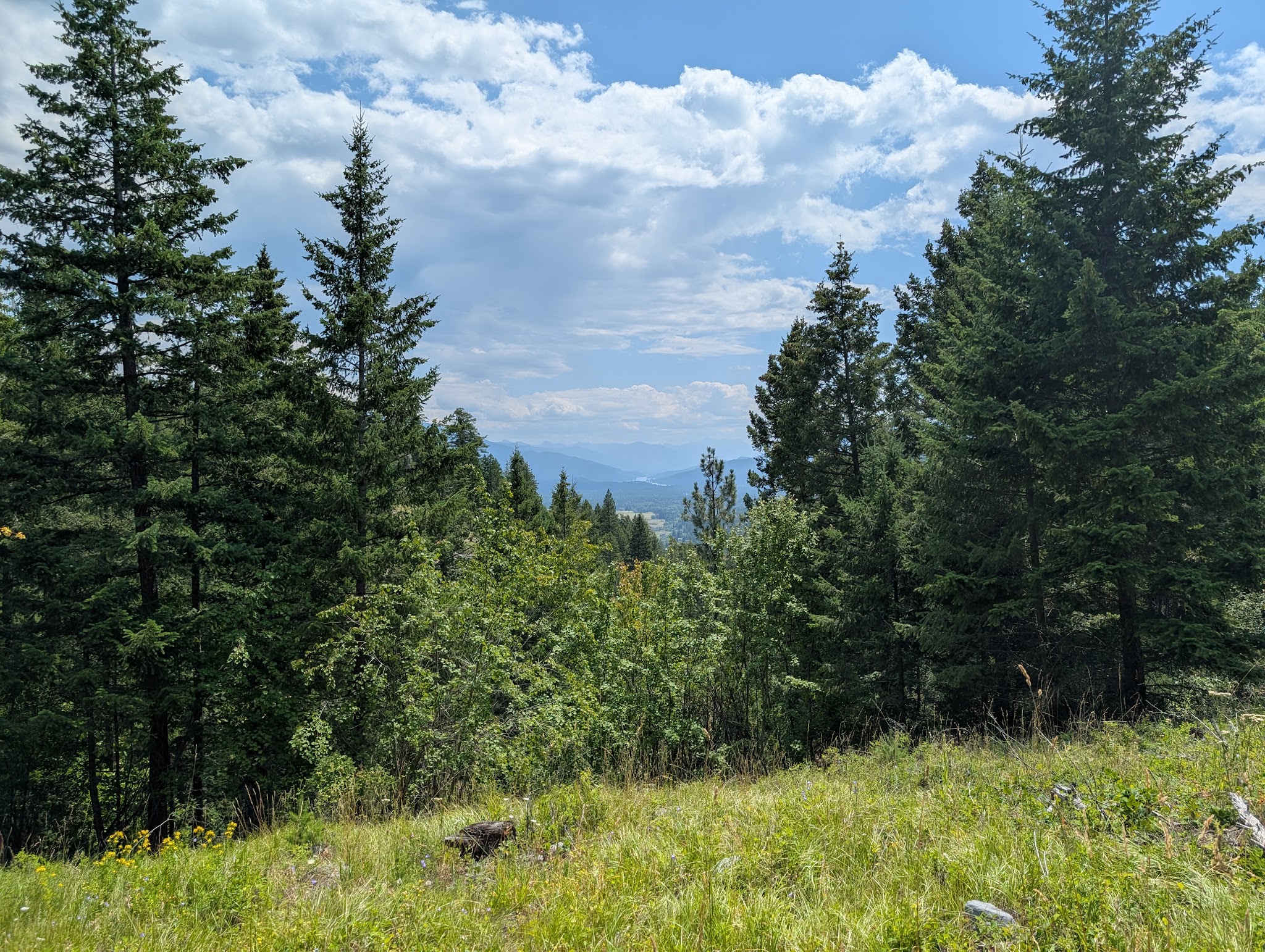 Harrell Forest Community Trails - Bigfork, MT