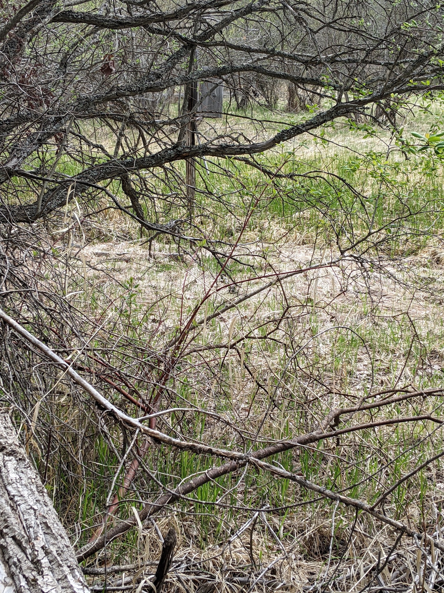 Swan Meadows (Flathead County Park) - Bigfork, MT