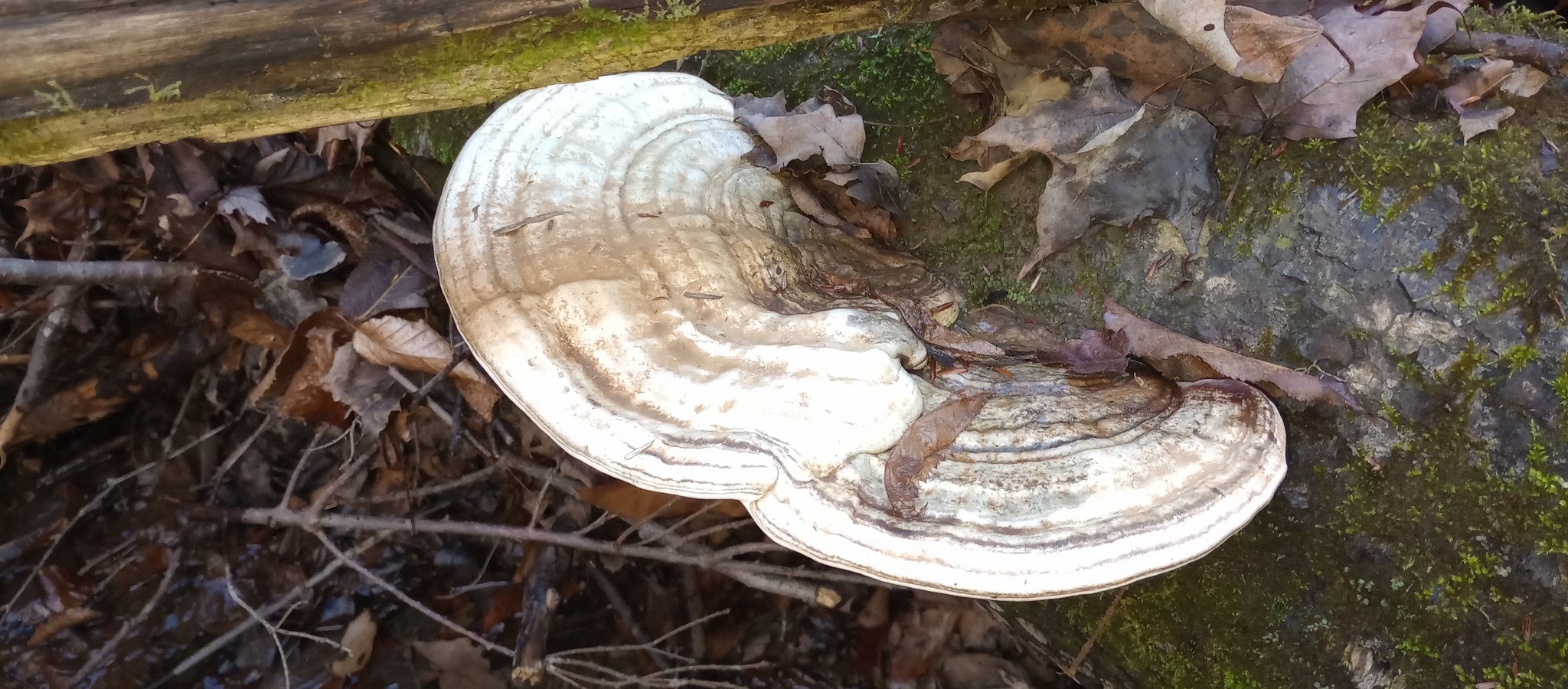 Park - Binghamton, NY