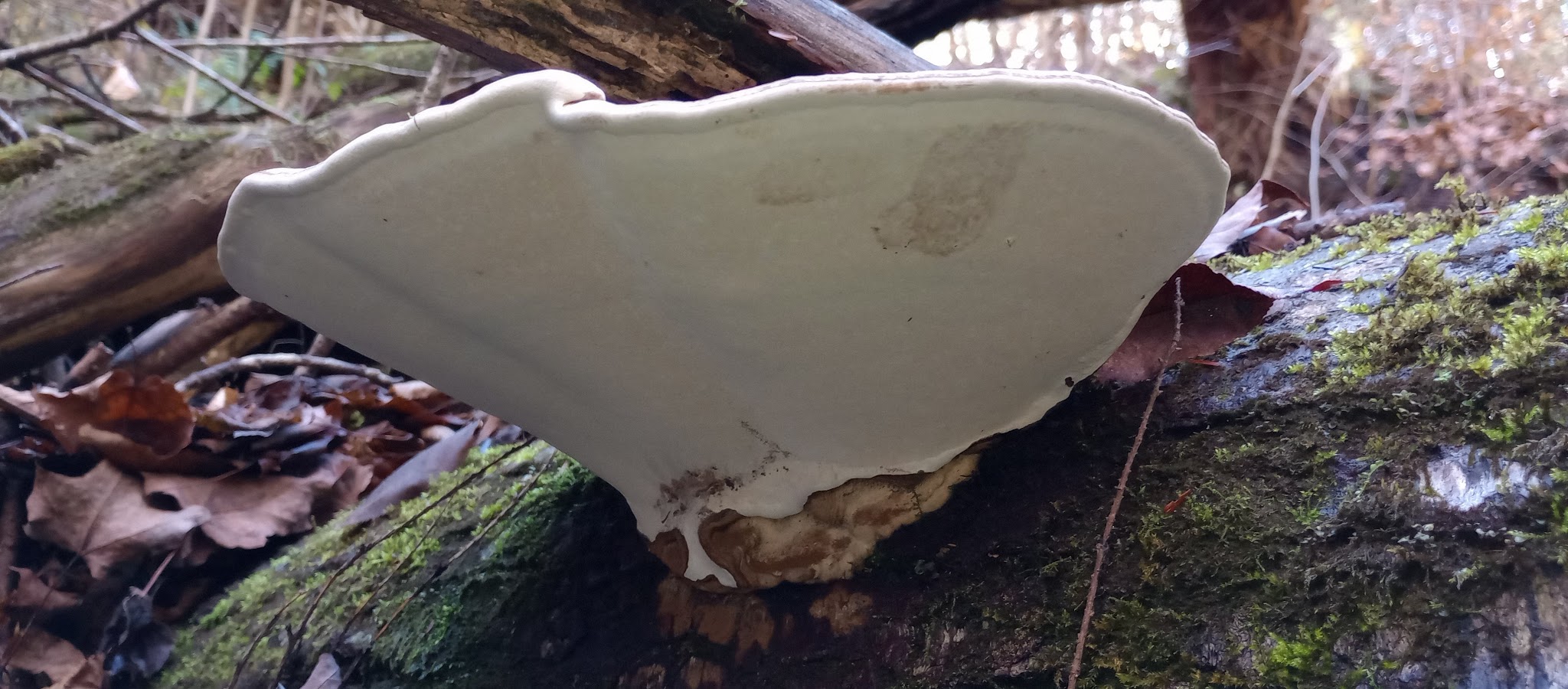 Park - Binghamton, NY