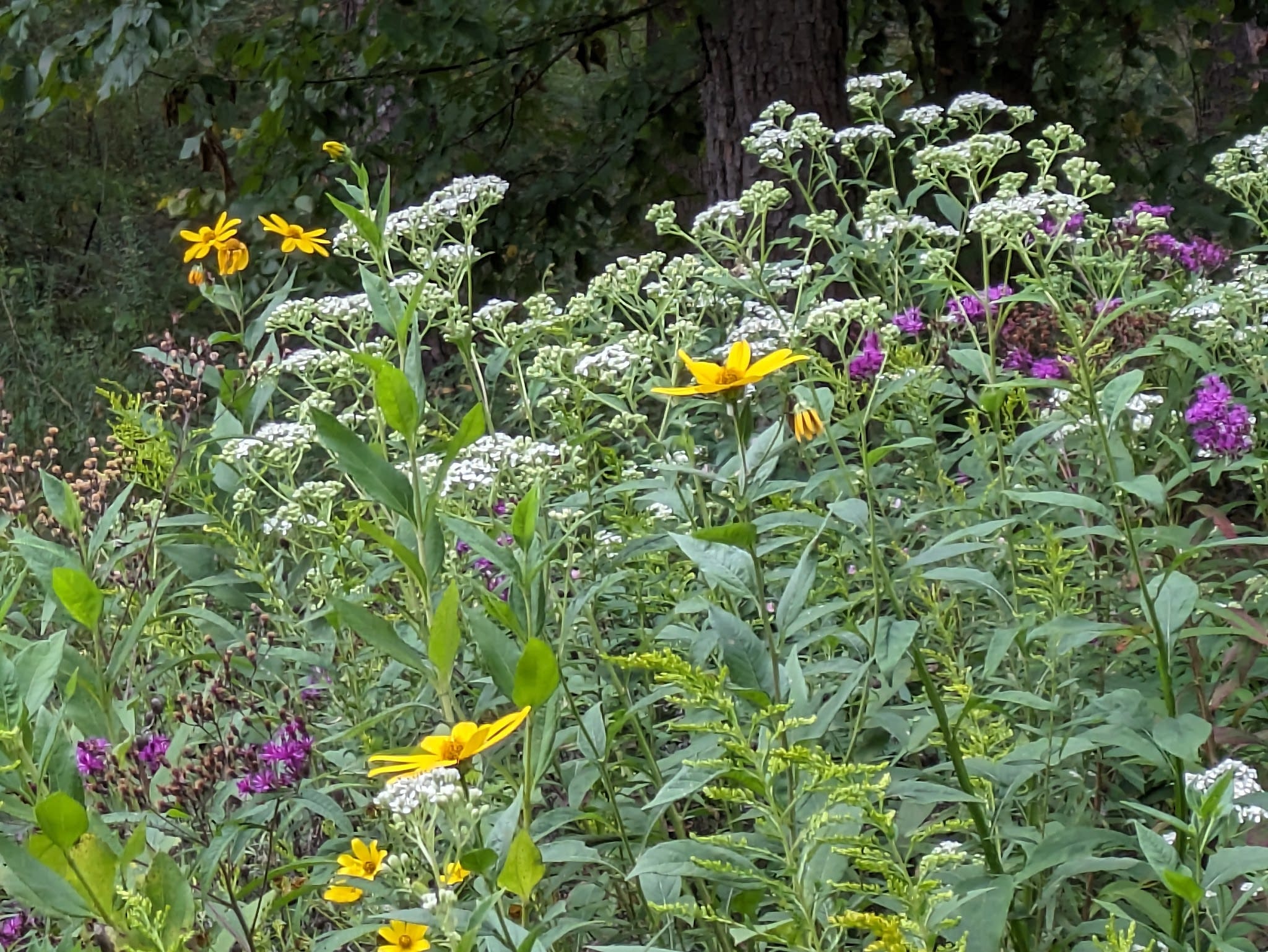 Red Mountain Pollinator Garden Pergola - Birmingham, AL