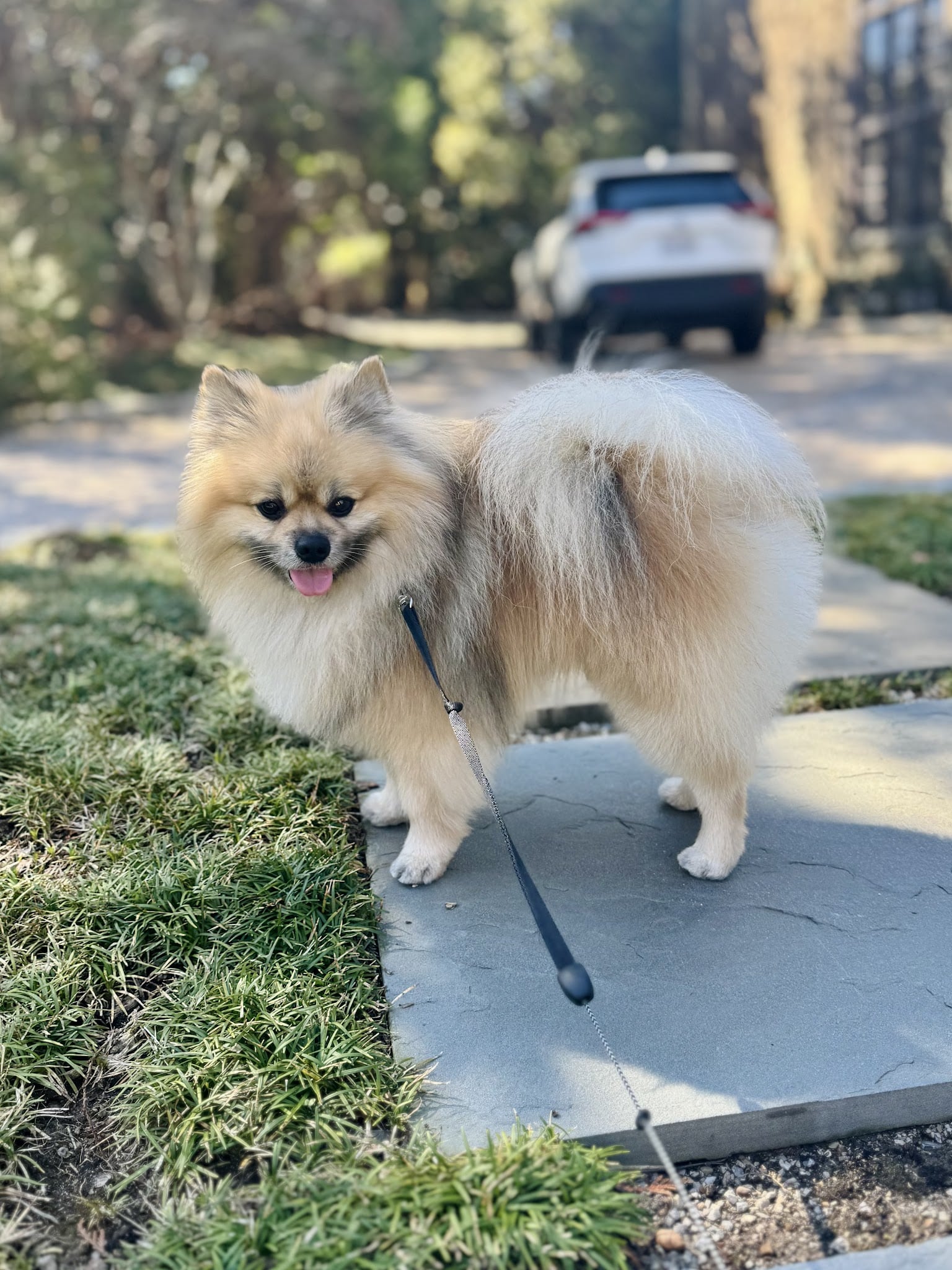 The Bark Park - Birmingham, AL
