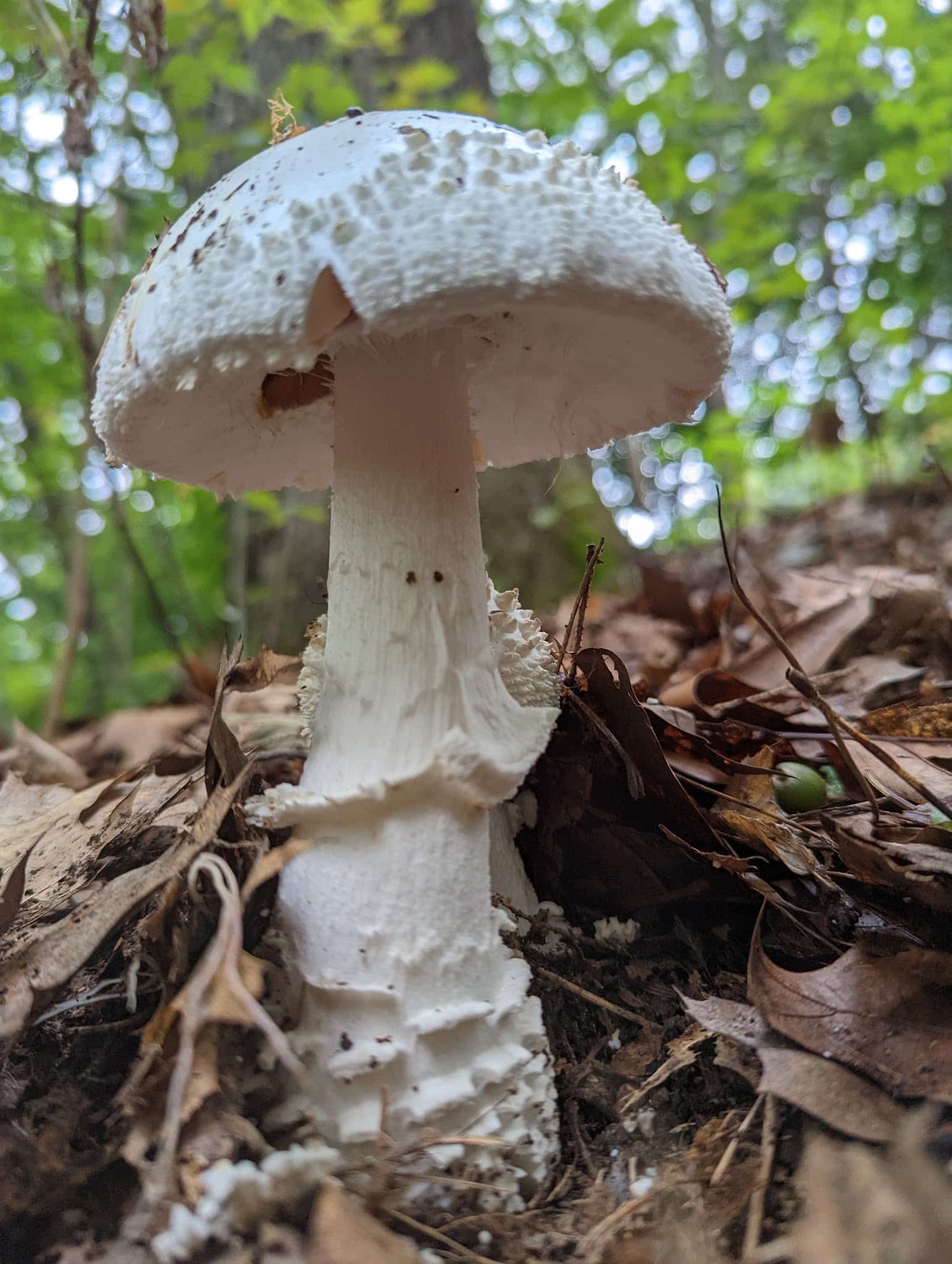 Attilio Valati Nature Park - Blackstone, MA