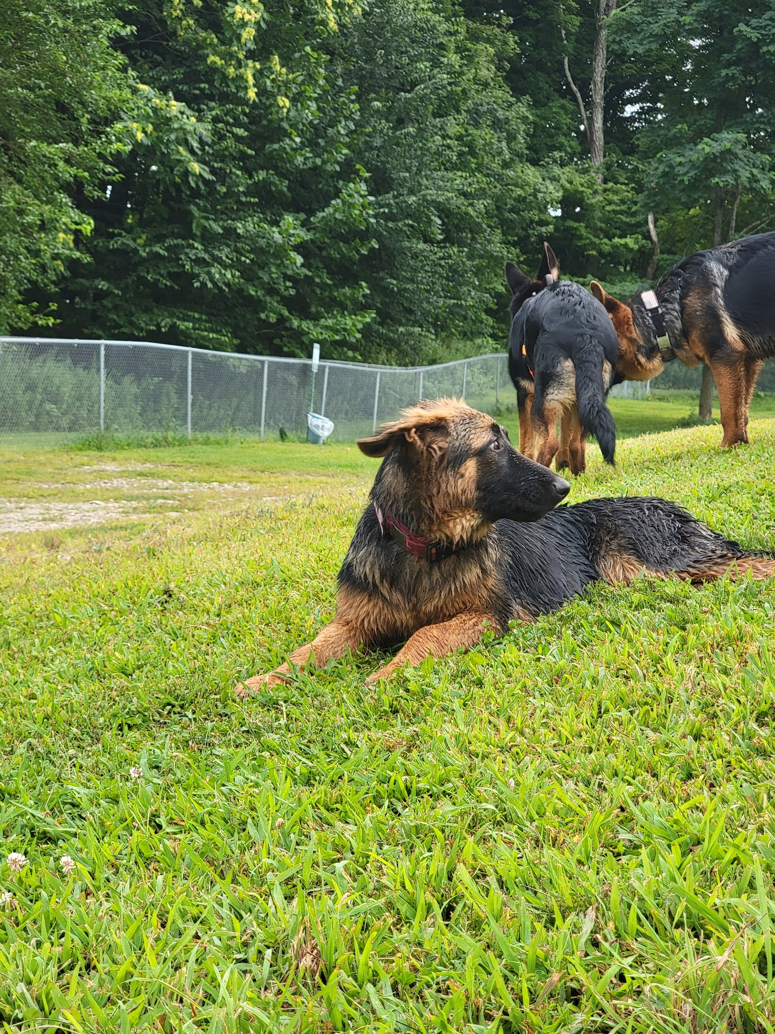 Central Bark, off leash Dog Park - Bloomingburg, NY