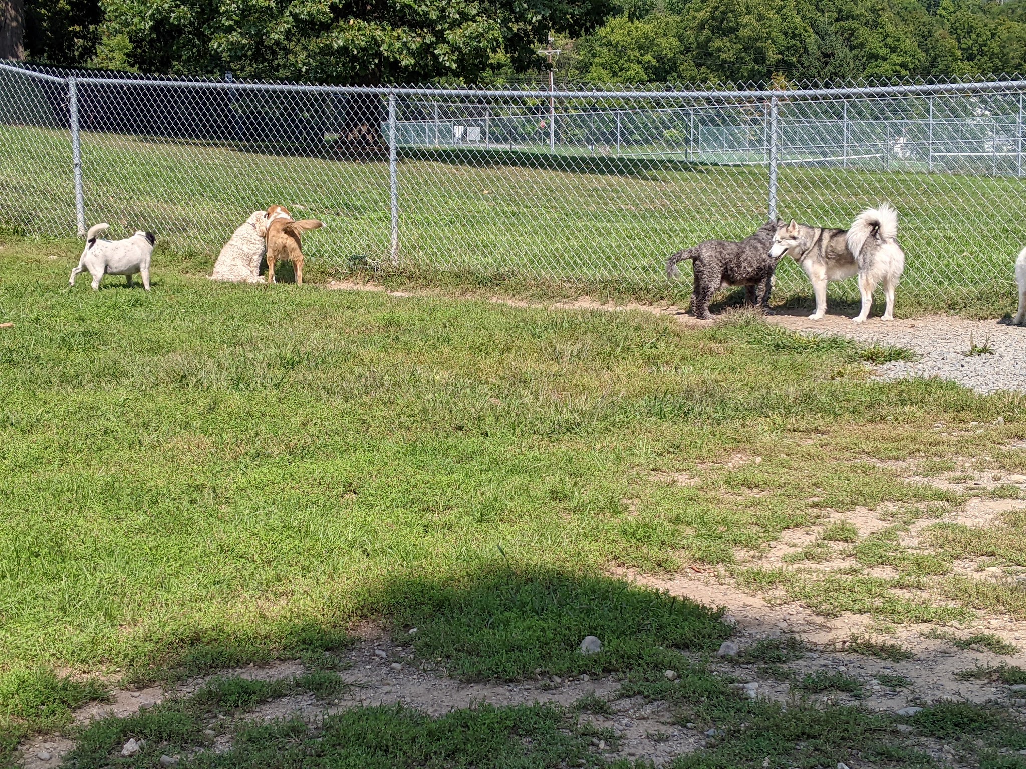 Central Bark, off leash Dog Park - Bloomingburg, NY