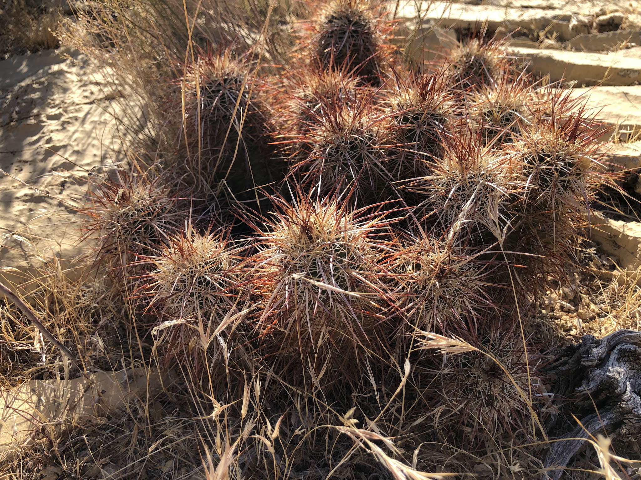 Wheeler Camp Spring Parking - Blue Diamond, NV