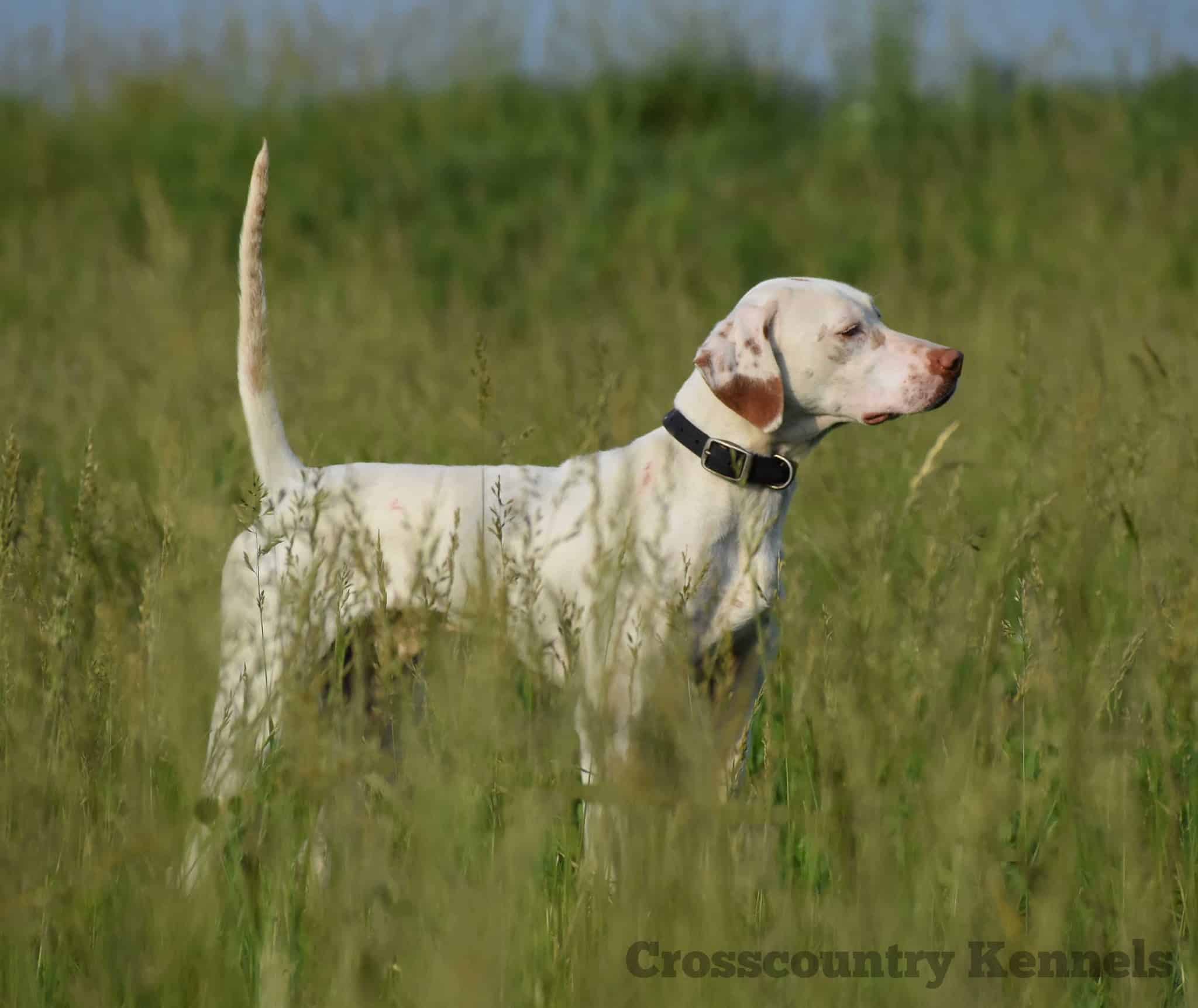 Crosscountry Kennels, LLC - Bluejacket, OK