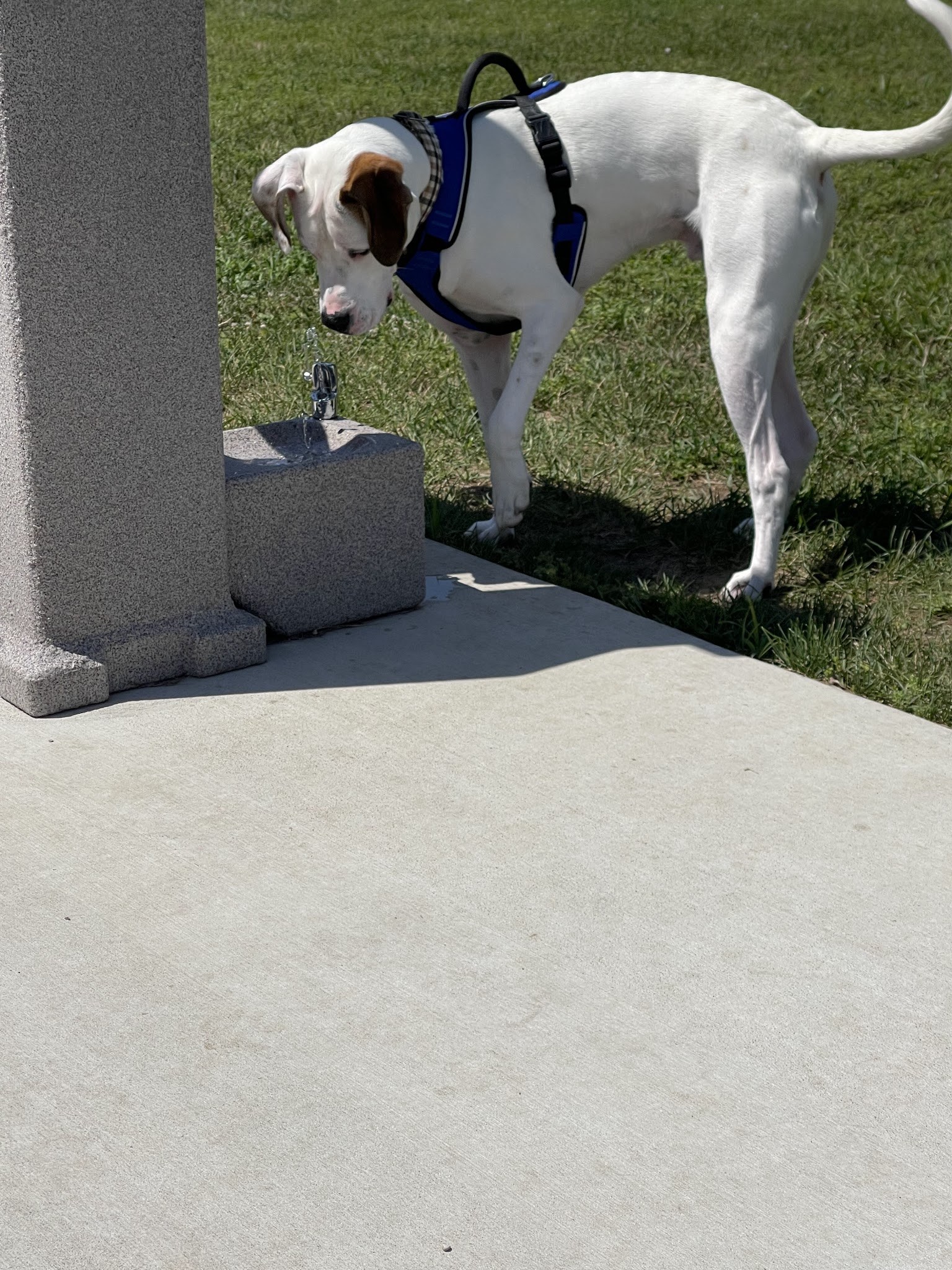 Bluffton Community Dog Park - Bluffton, OH