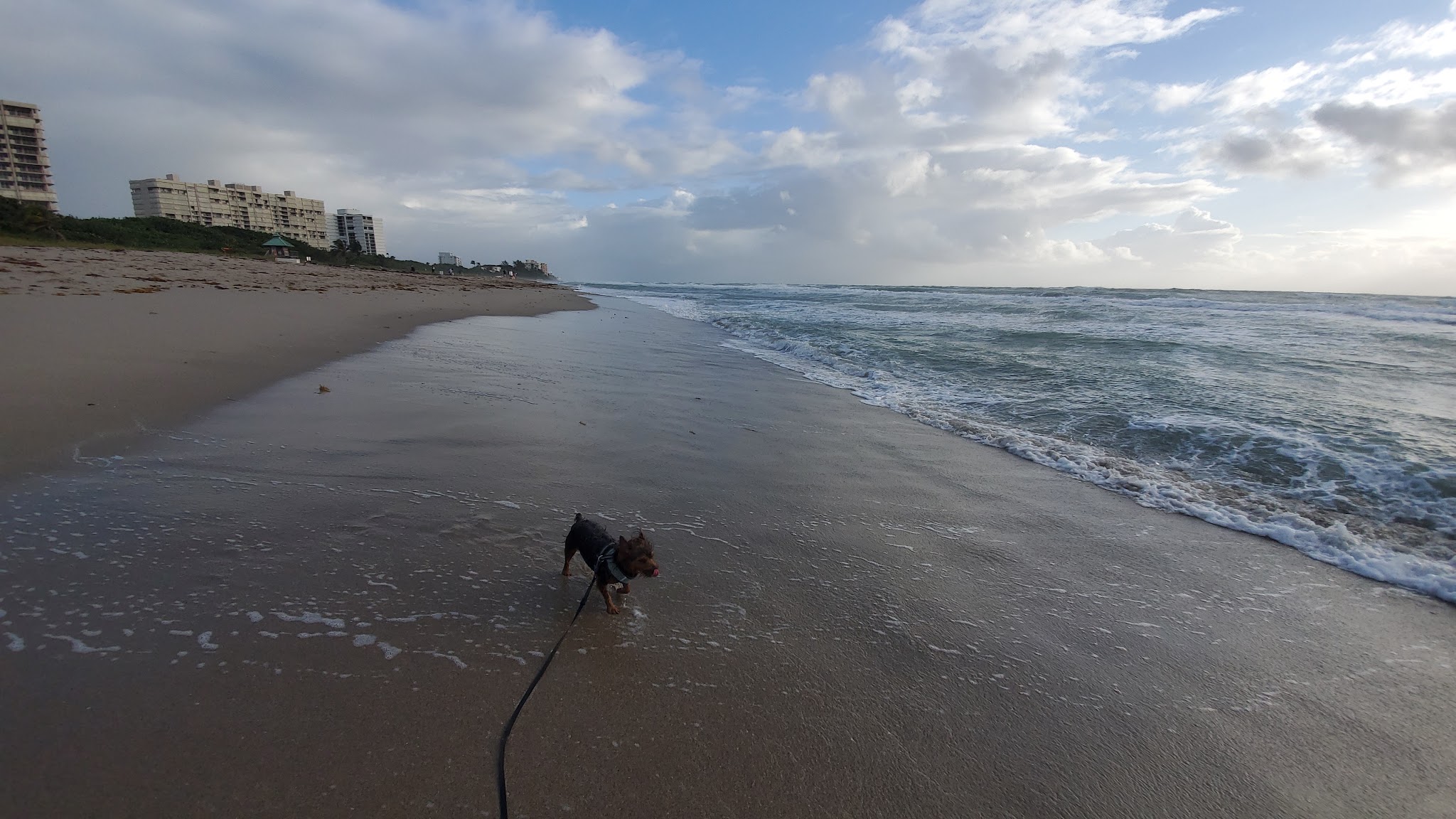 Weekend Dog Beach - Boca Raton, FL
