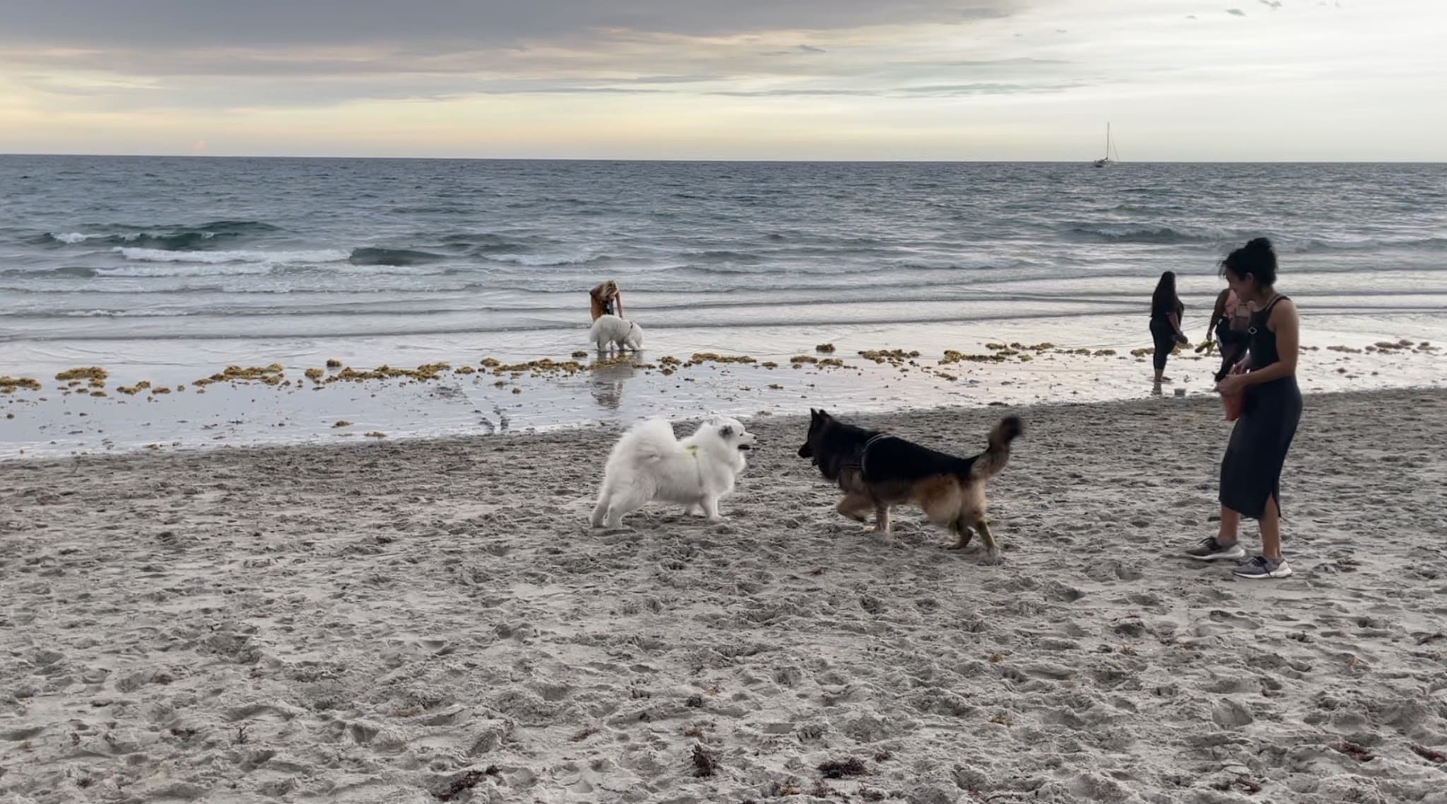 Bark Park Dog Beach - Boca Raton, FL