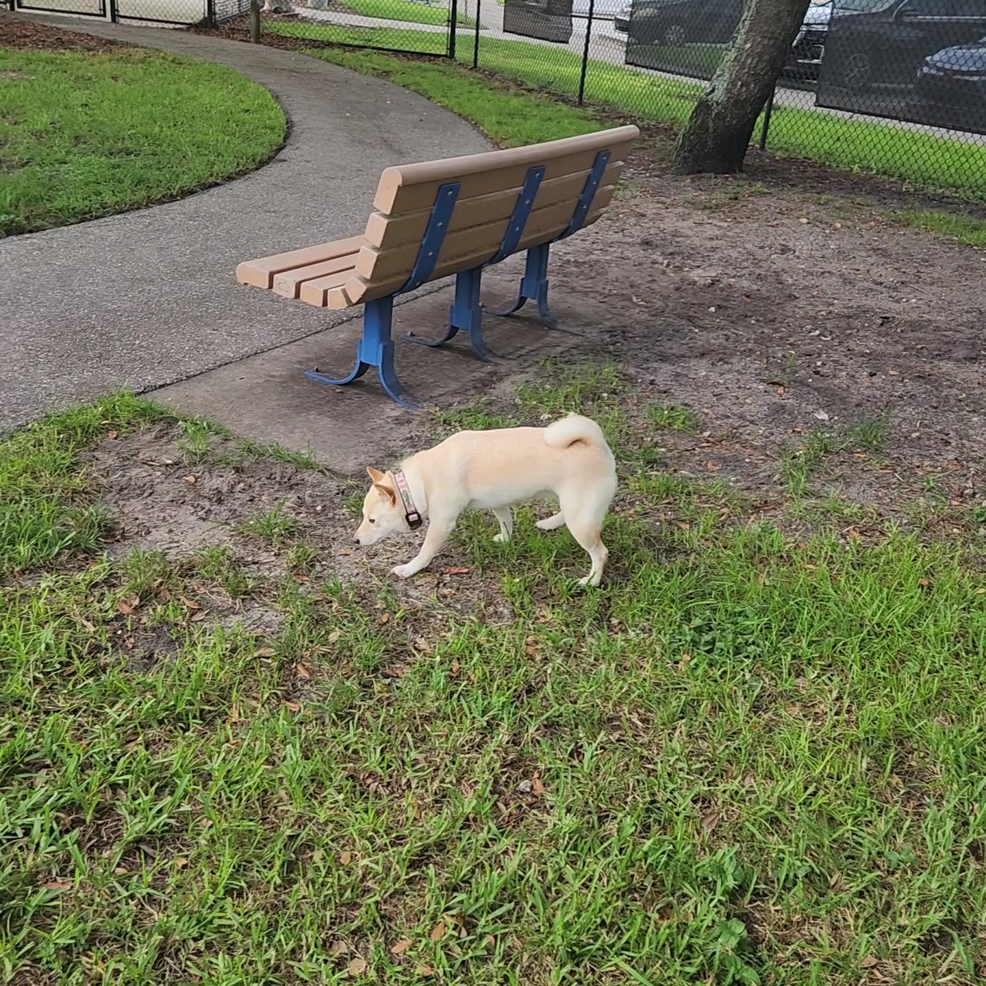 Canine Cove at South County Regional Park - Boca Raton, FL
