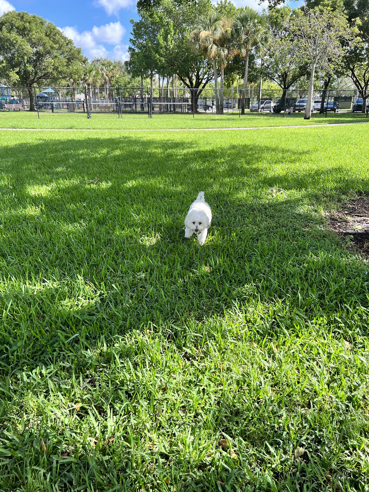 Canine Cove at South County Regional Park - Boca Raton, FL