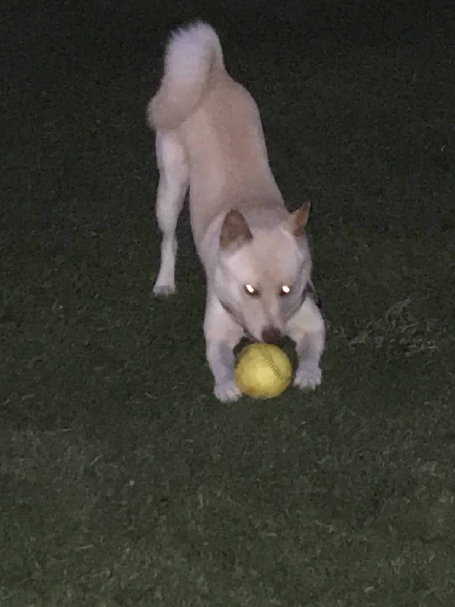 WAG - Boca Raton, FL