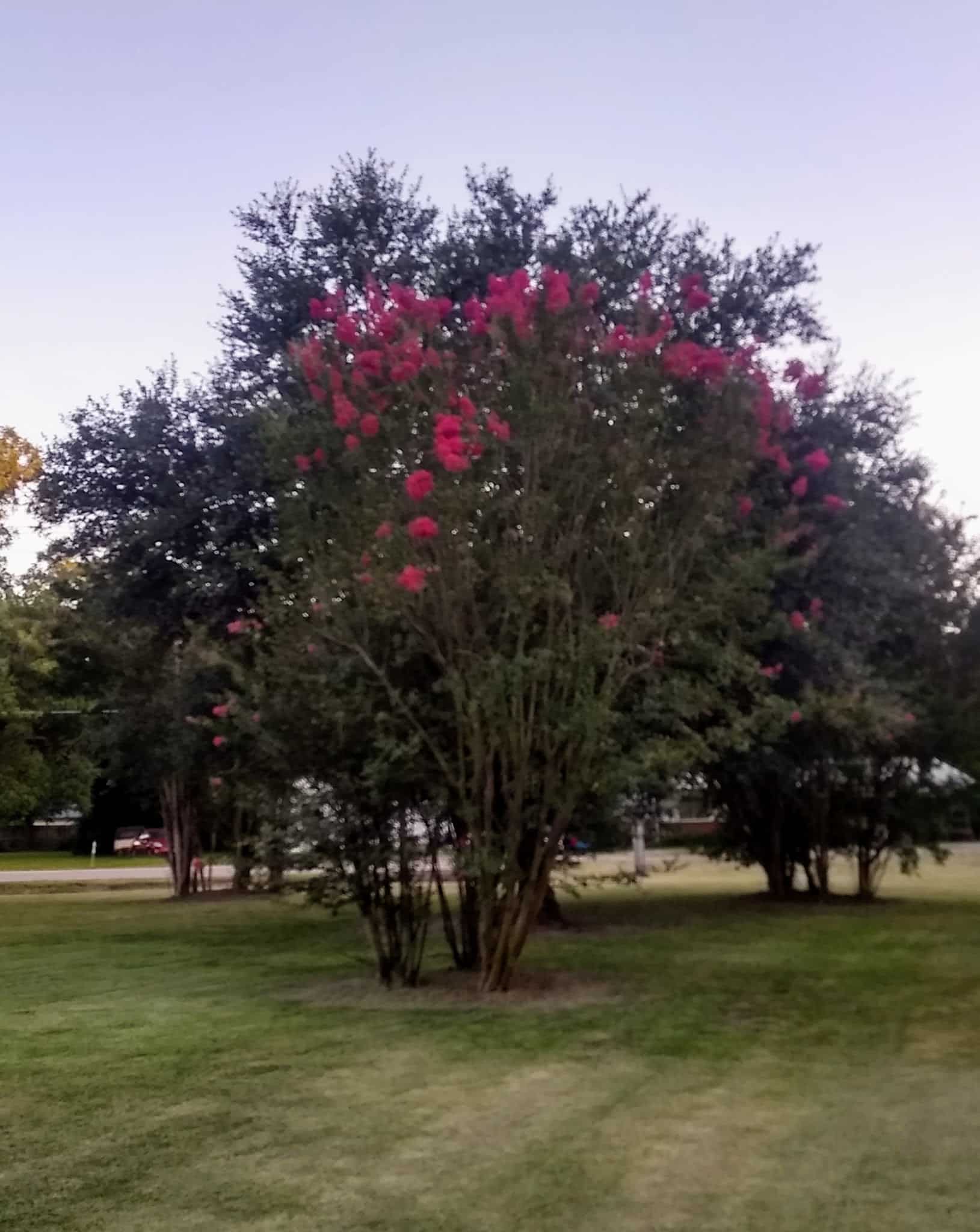 Thomas Park - Bogata, TX