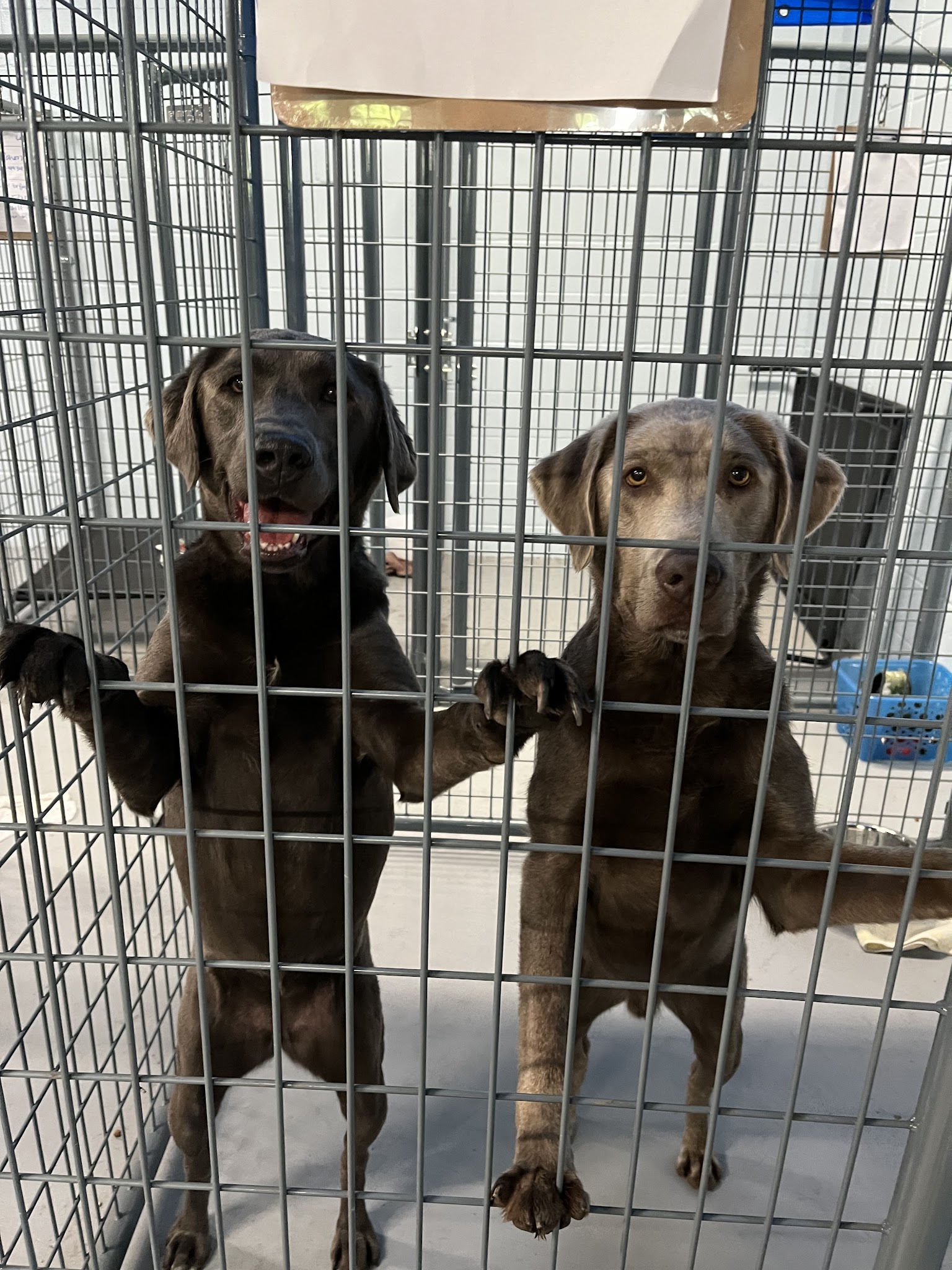 Tanks Place Dog Boarding & Daycare - Bonner Springs, KS