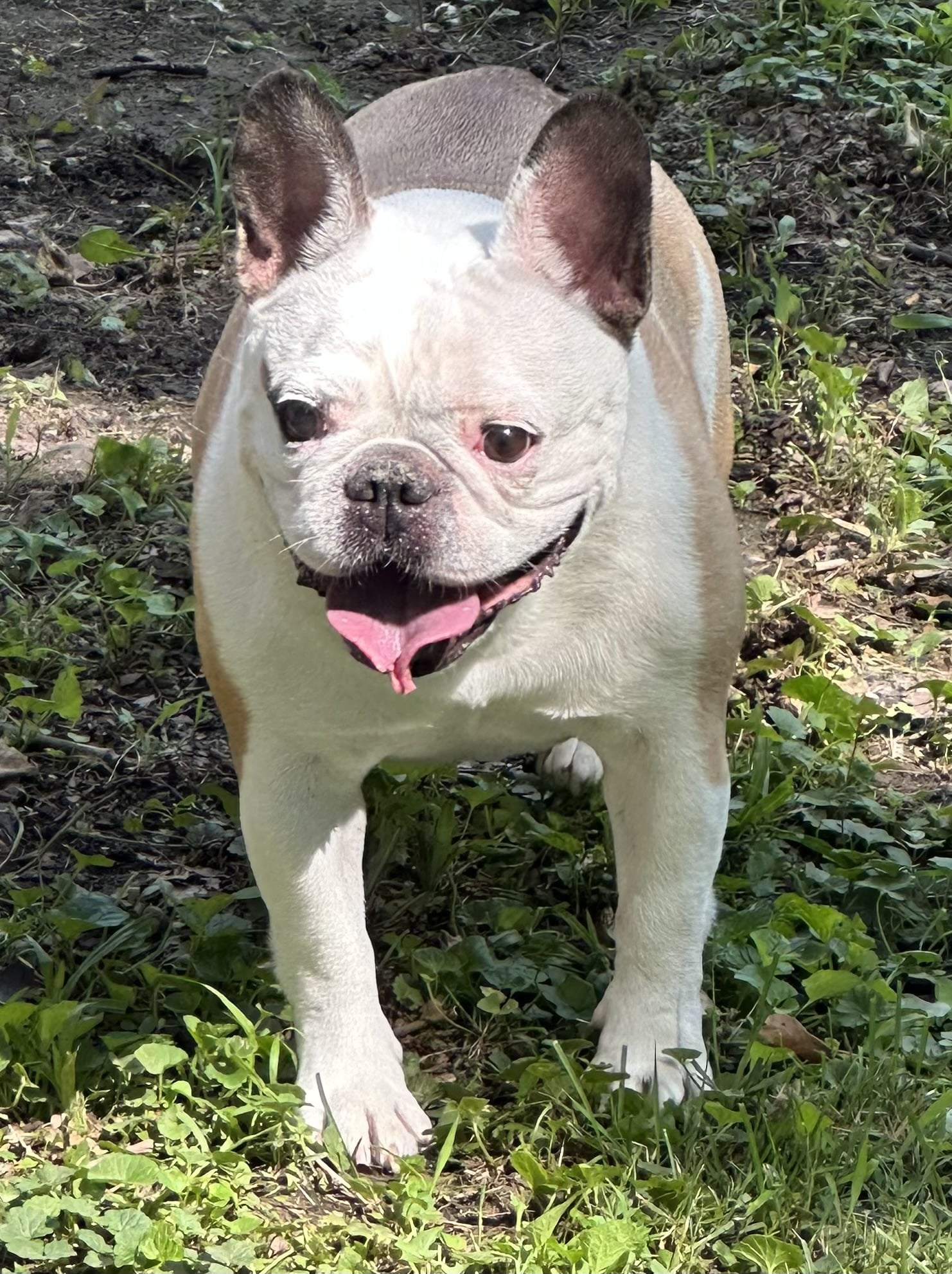 Tanks Place Dog Boarding & Daycare - Bonner Springs, KS