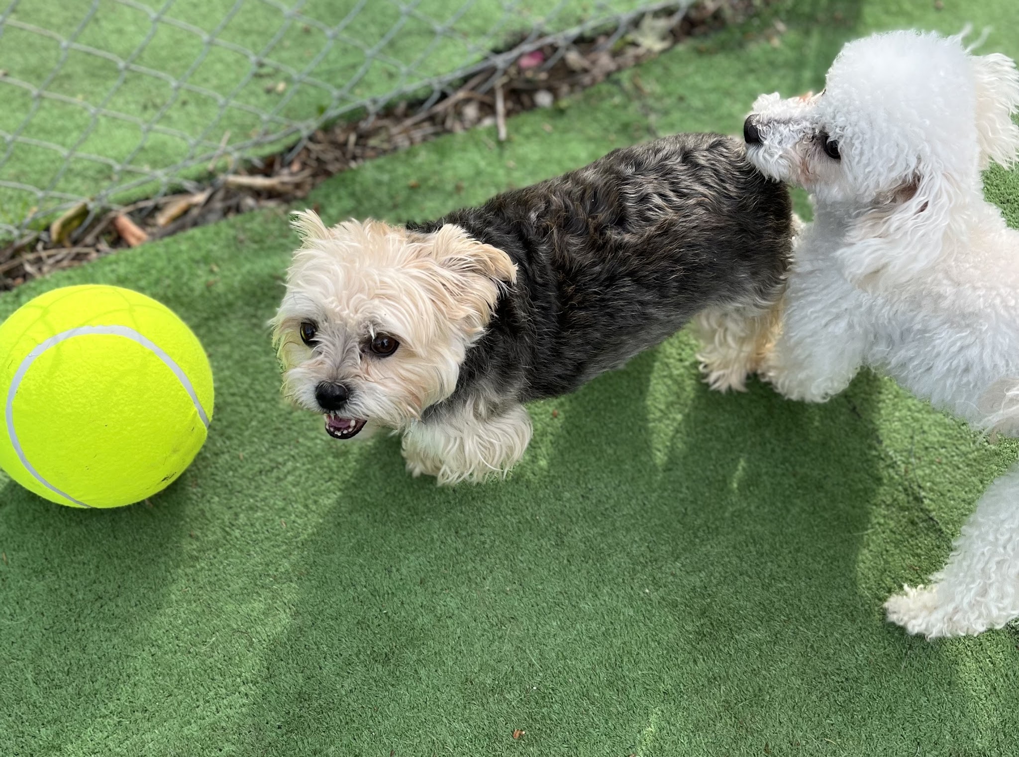 Tanks Place Dog Boarding & Daycare - Bonner Springs, KS