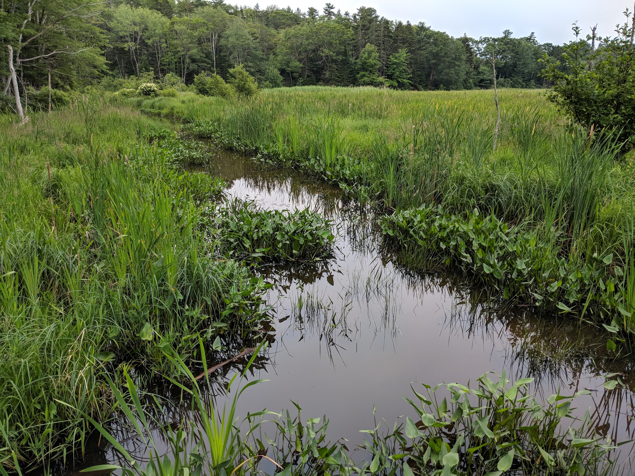 Penny Lake Preserve - Boothbay Harbor, ME
